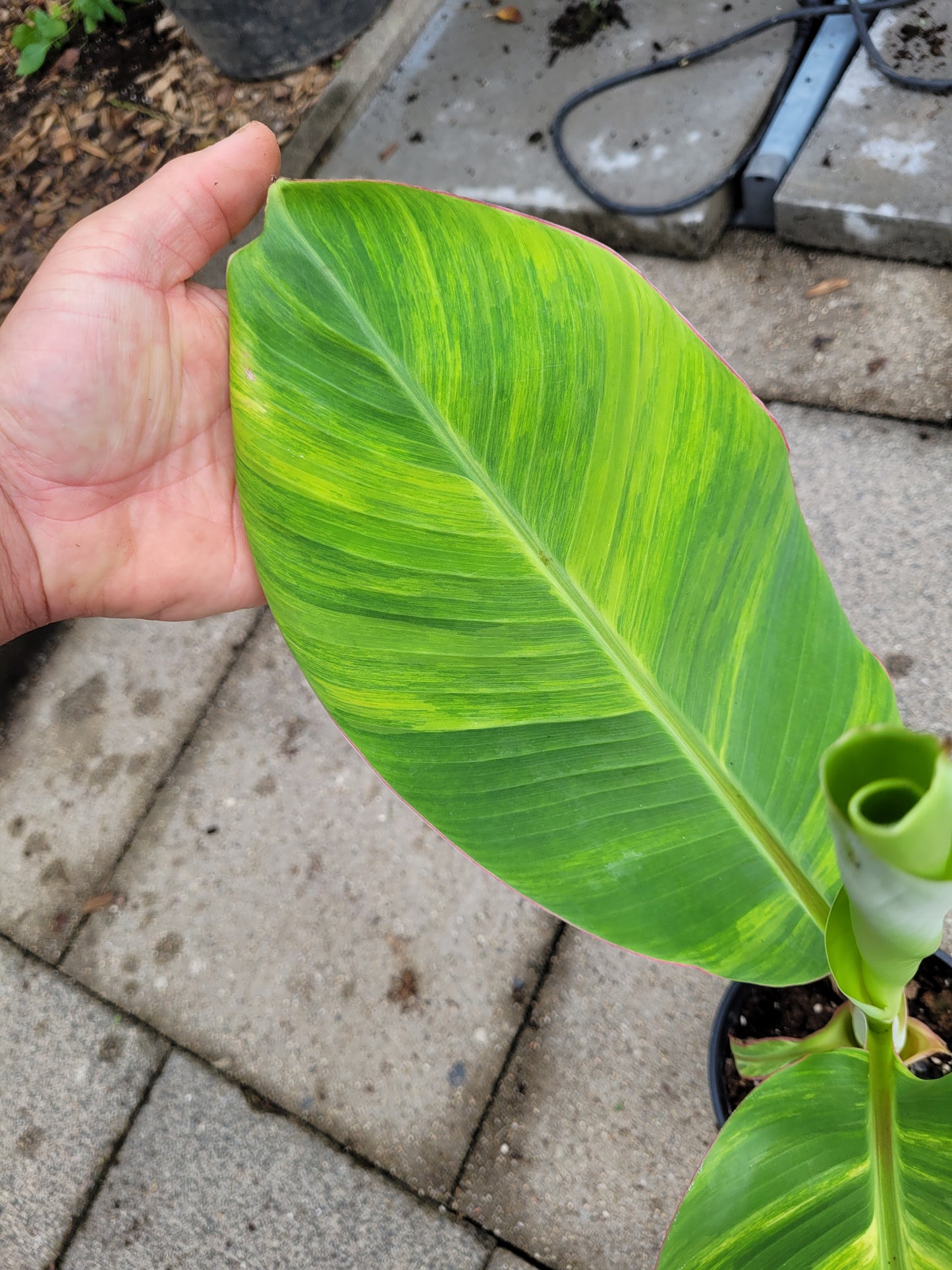 Musa Ice Cream variegata