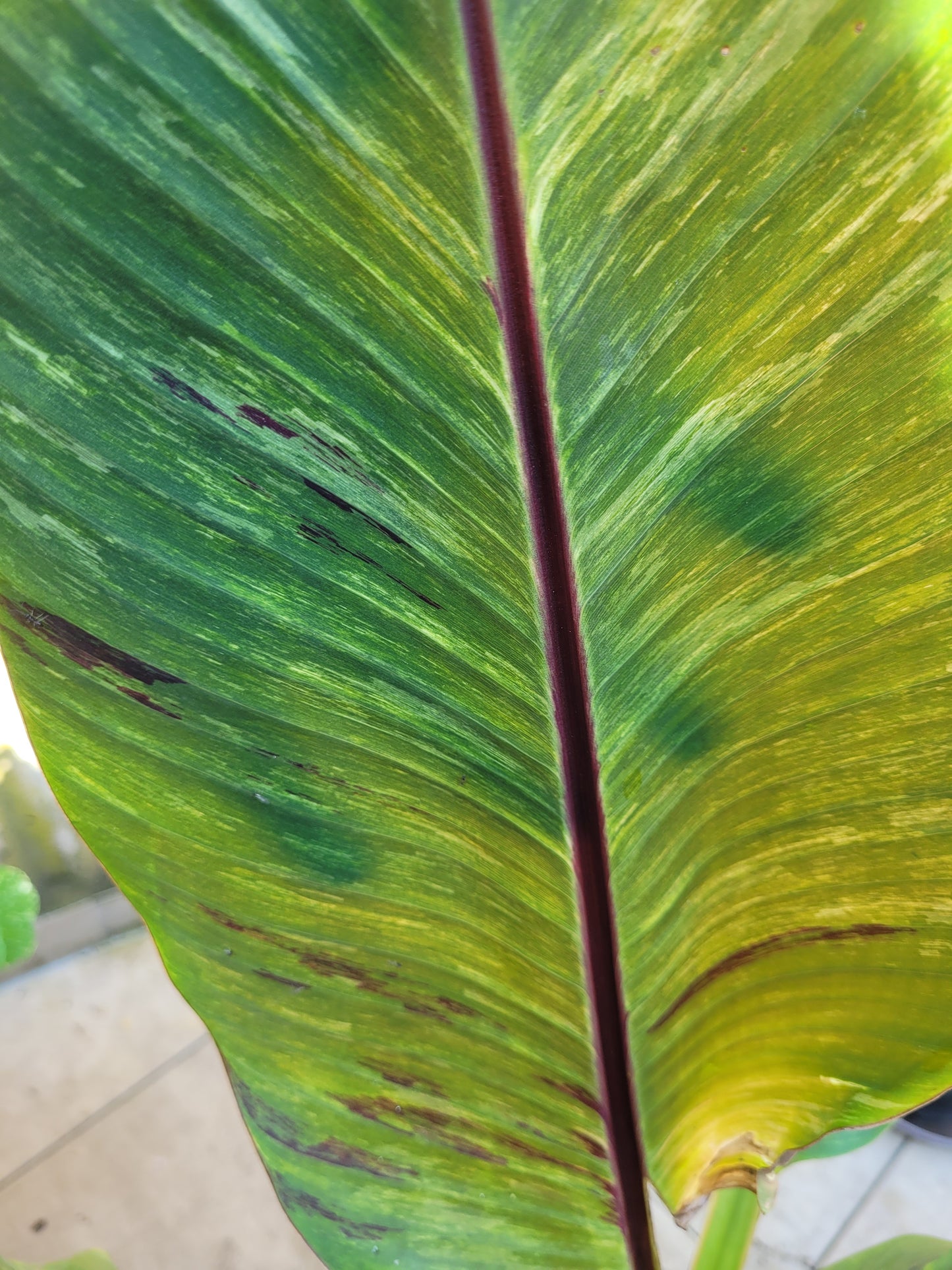 Musa sikkimensis variegata
