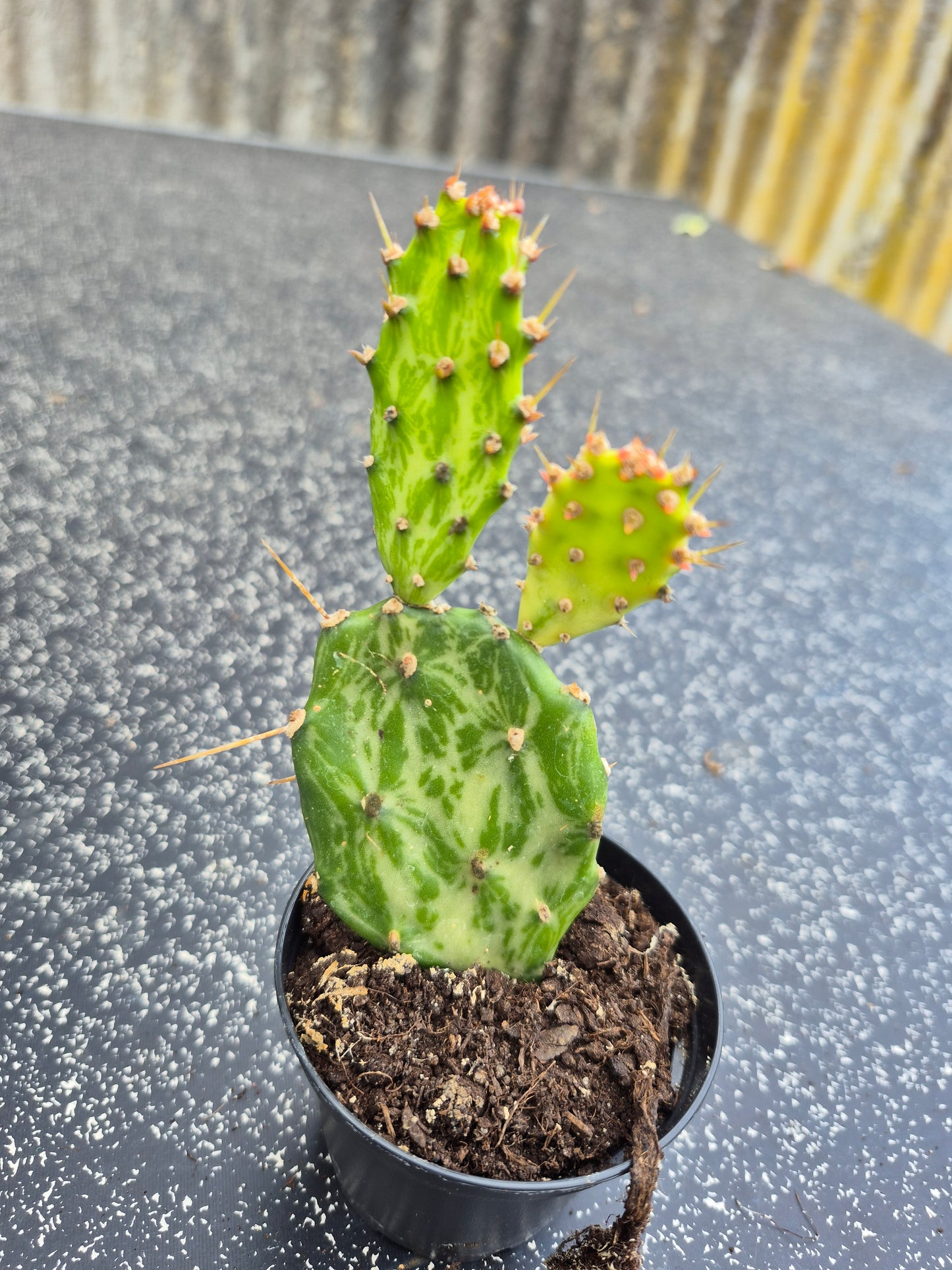 Opuntia Jamaicensis Variegata