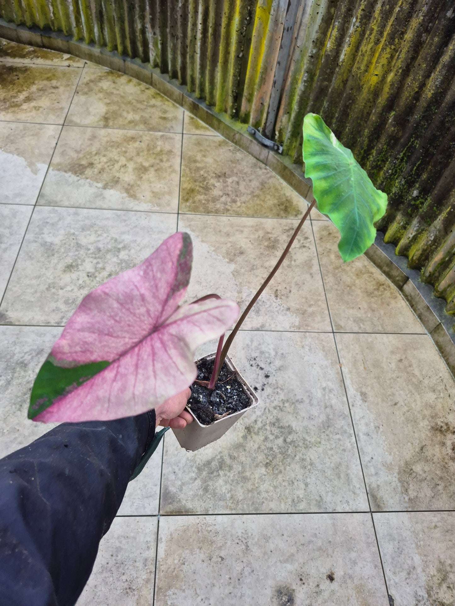 Colocasia Pink Splash