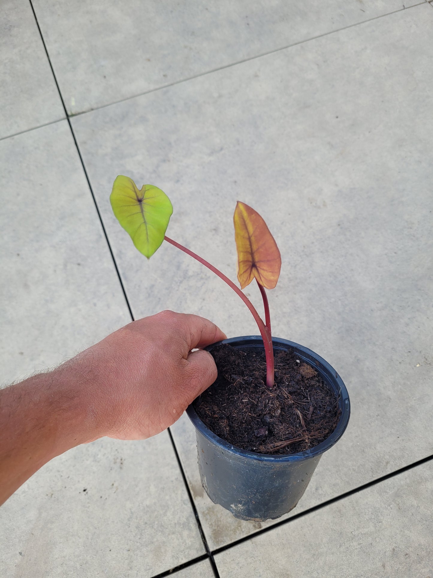 Colocasia Canary