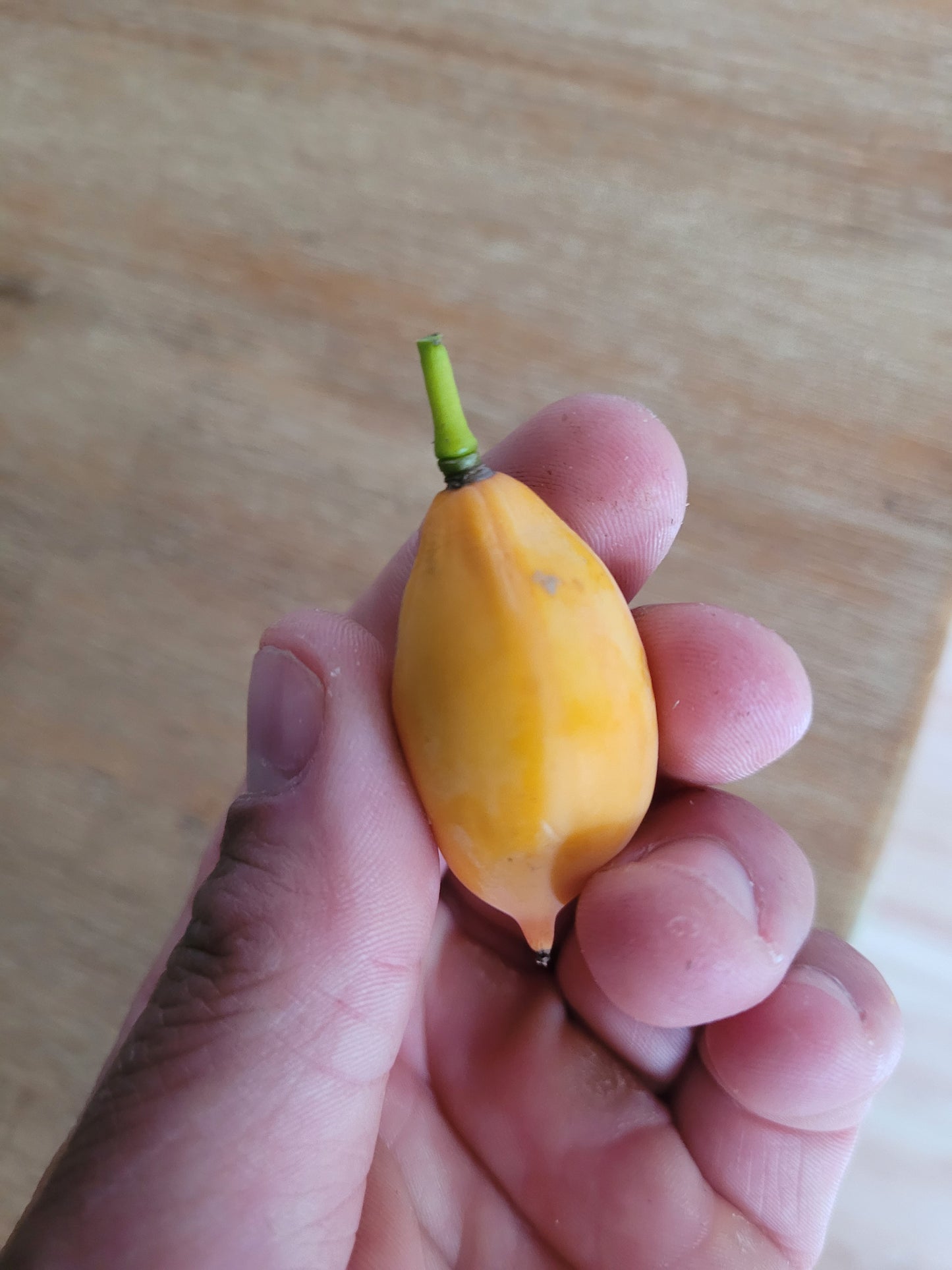 Eichblattpapaya 10 Samen