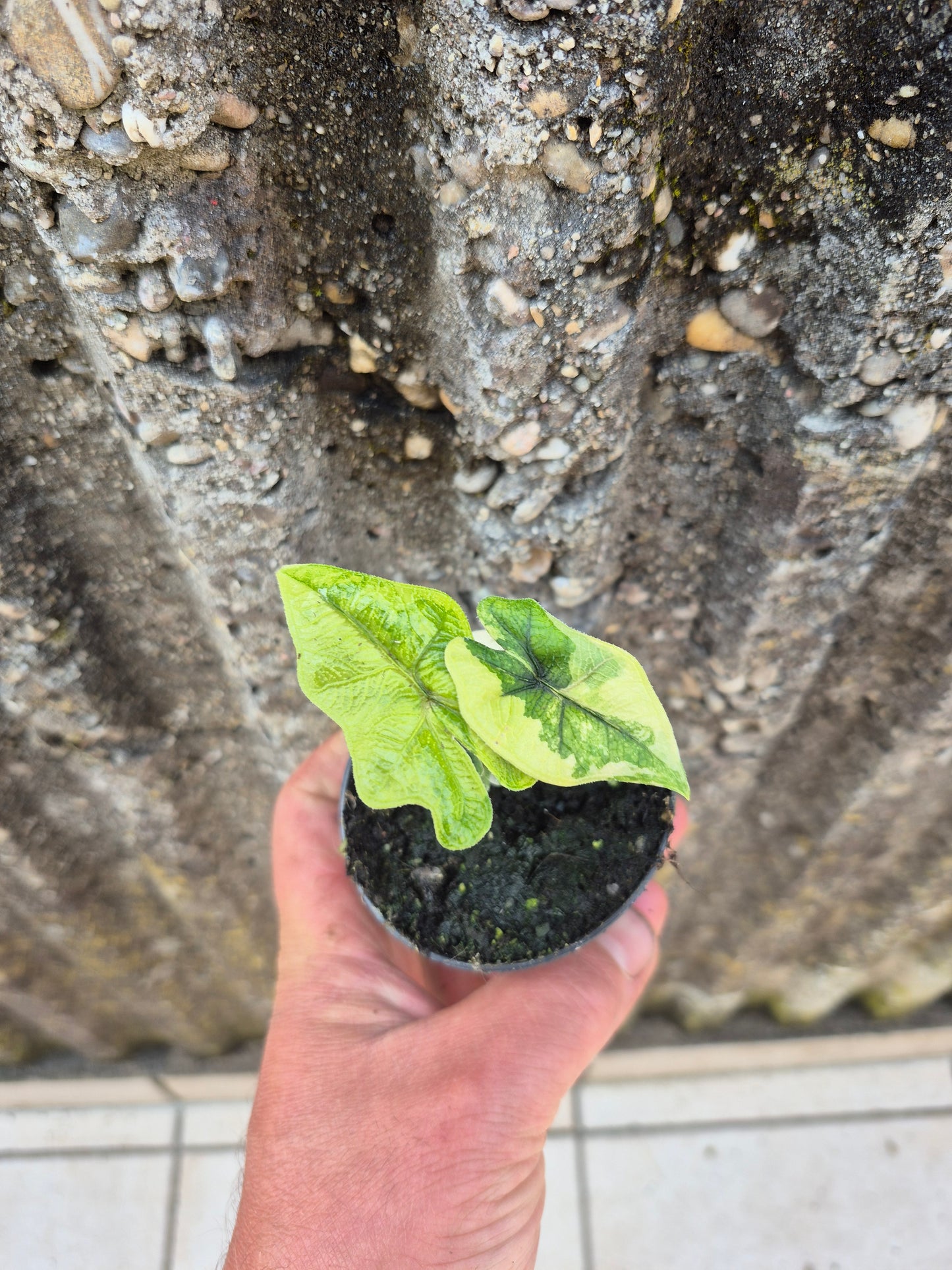 Alocasia Jacklyn Variegata 2