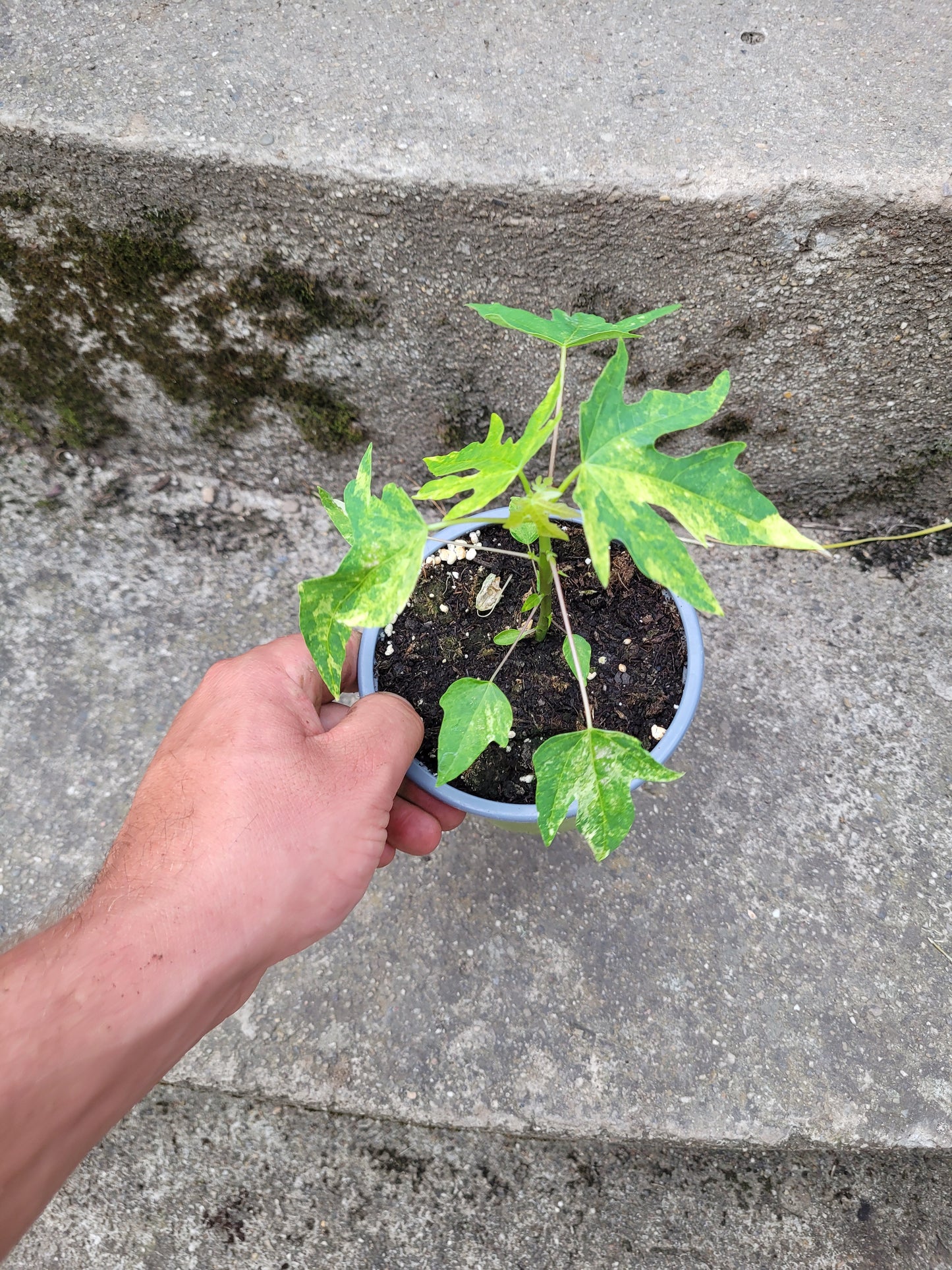 Papaya variegata (Carica papaya)