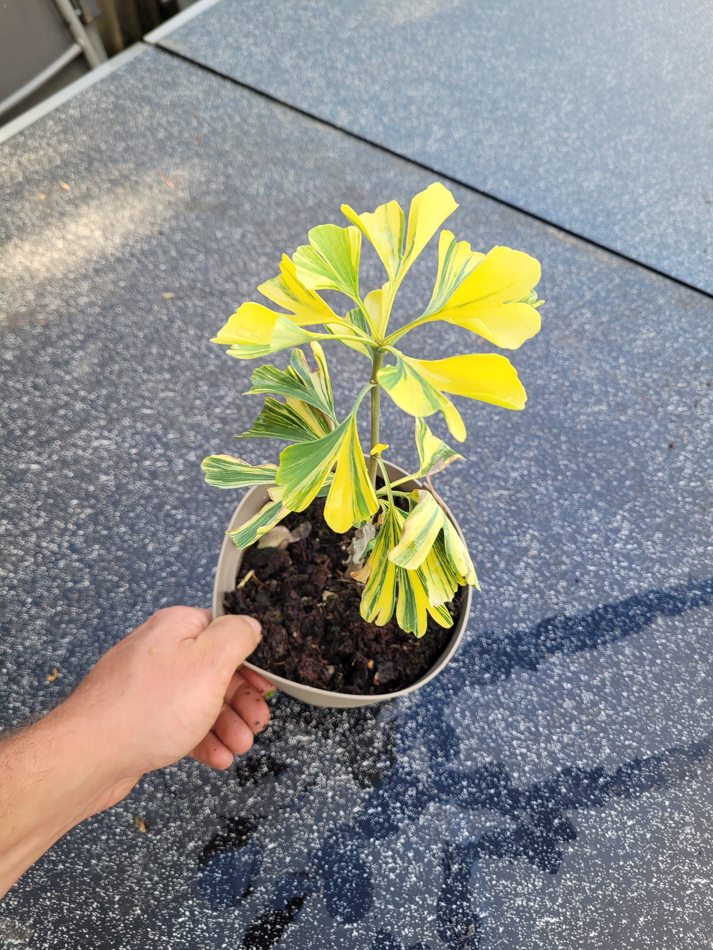 Ginkgo biloba Mellow Yellow