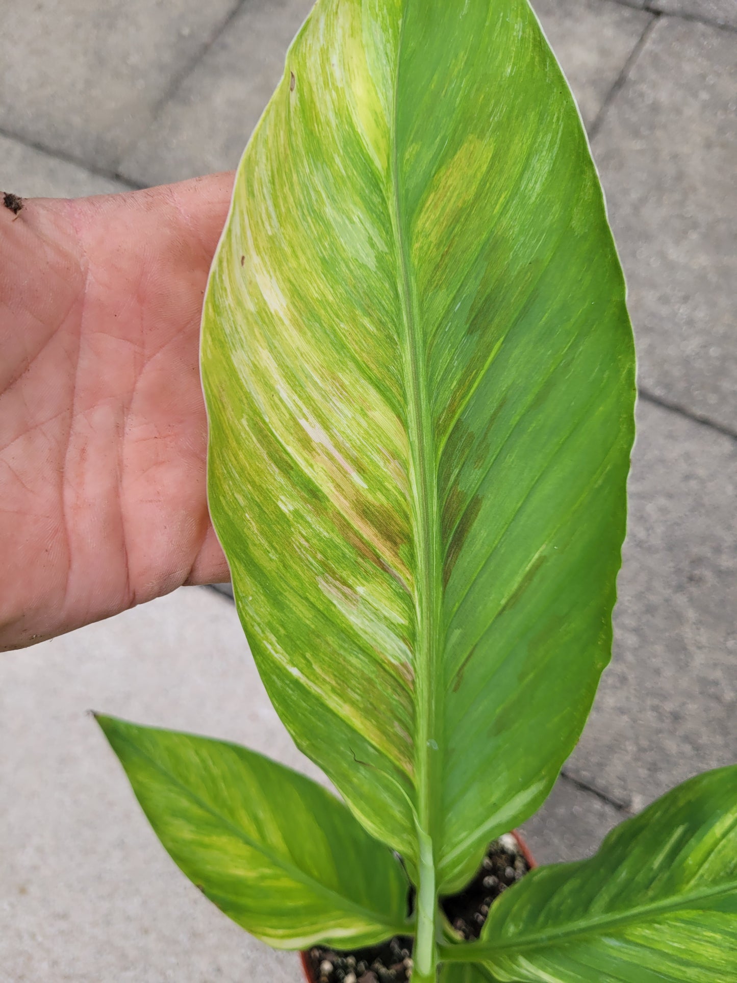 Musa papua Yellow Variegata