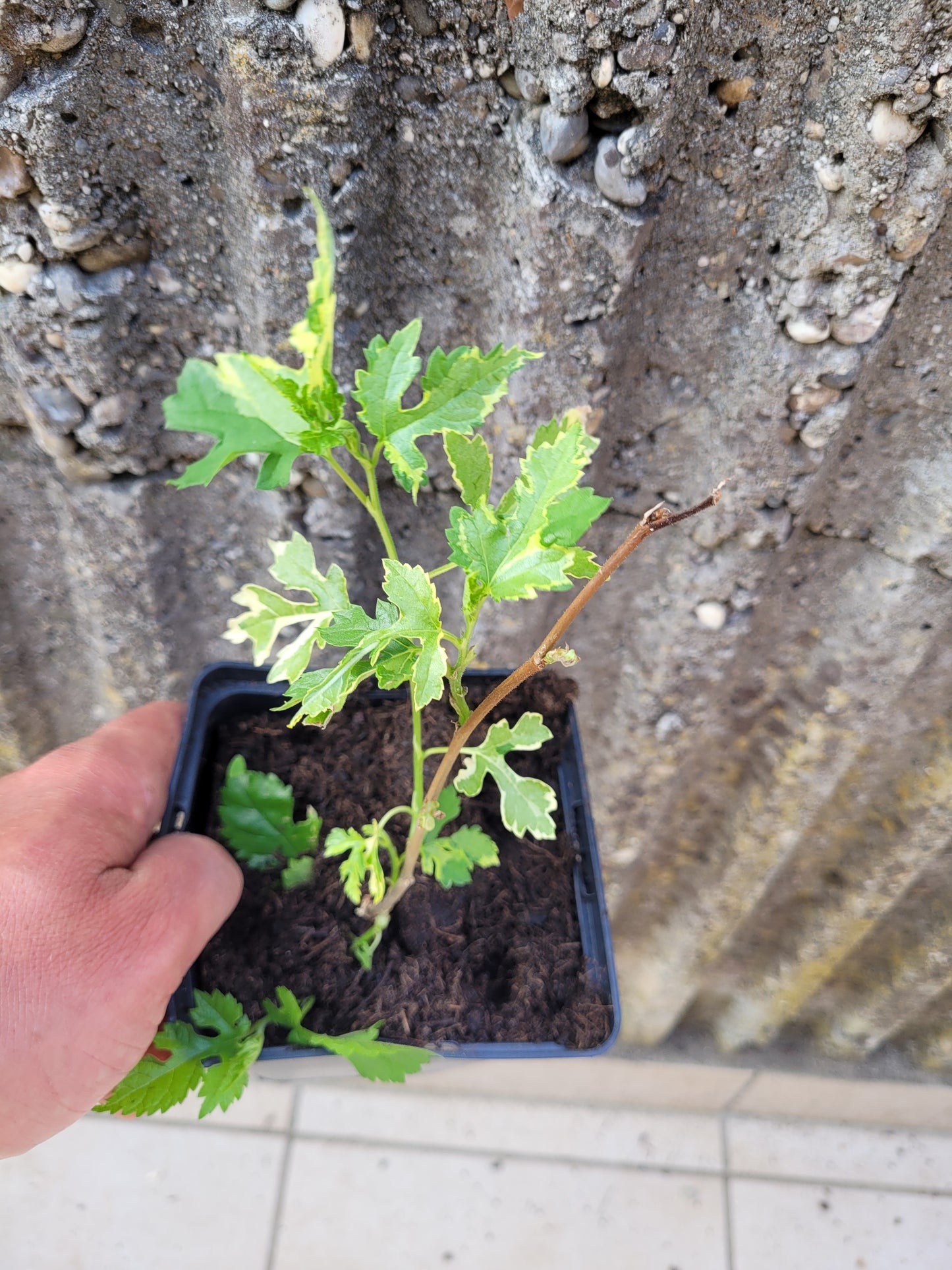Morus alba "Paper Dolls"