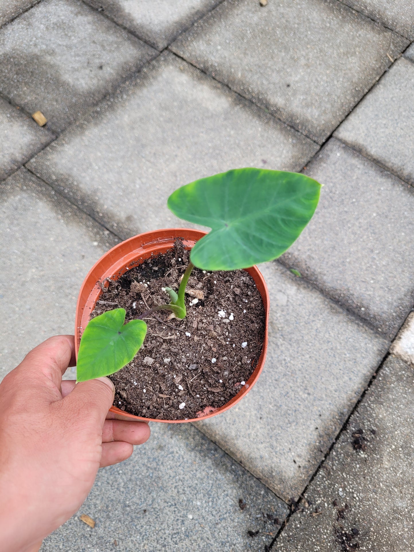 Colocasia Queen of Phoenix