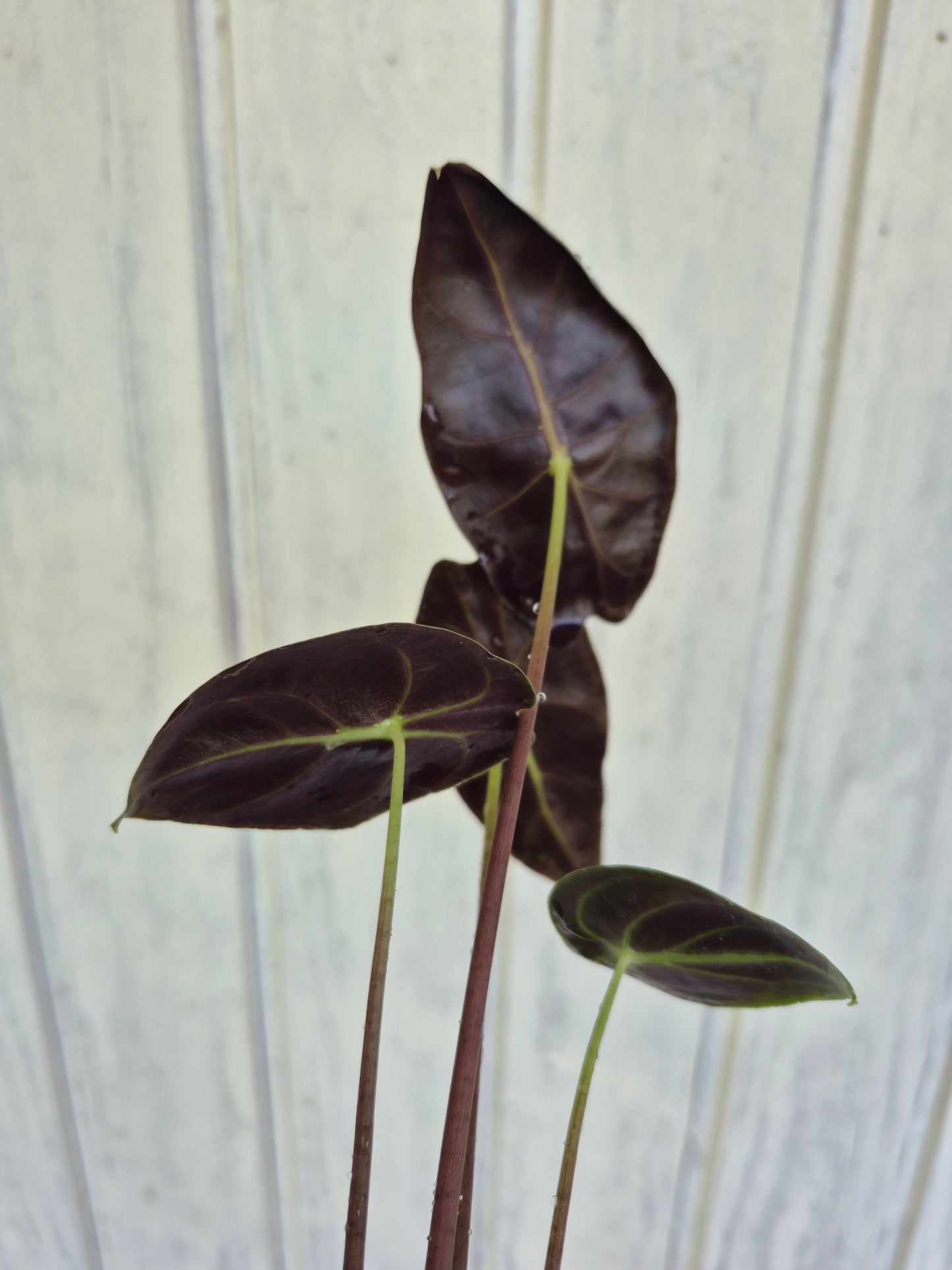 Alocasia watsoniana "Red Vein"