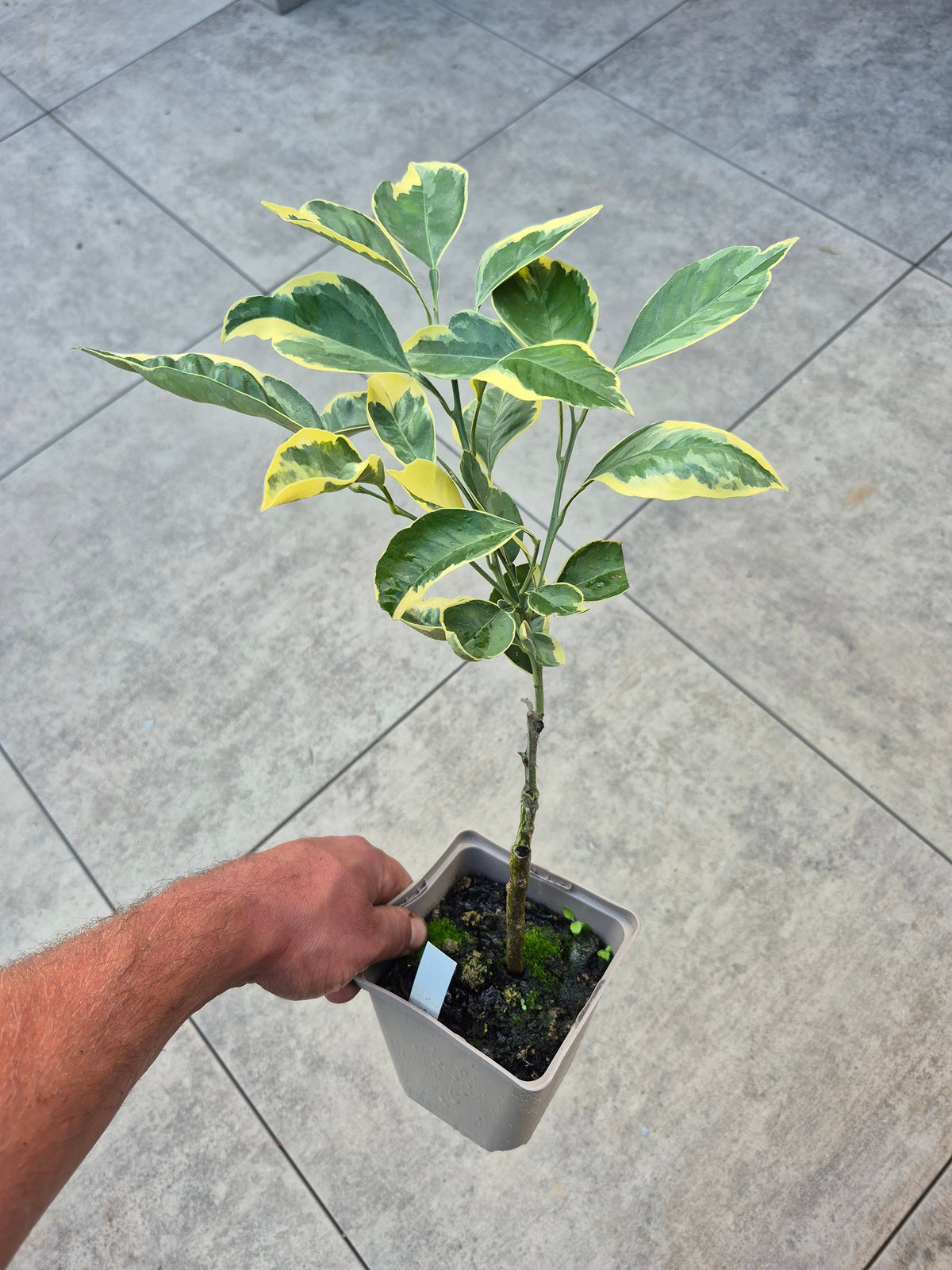 Citrus paradisii variegata