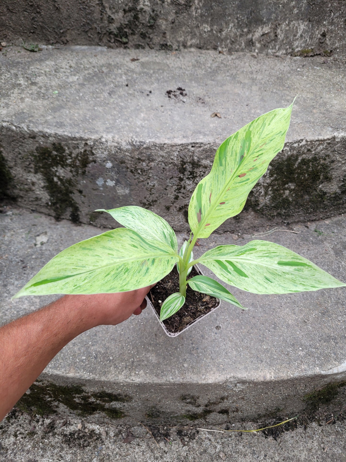 Musa acuminata Mint variegata