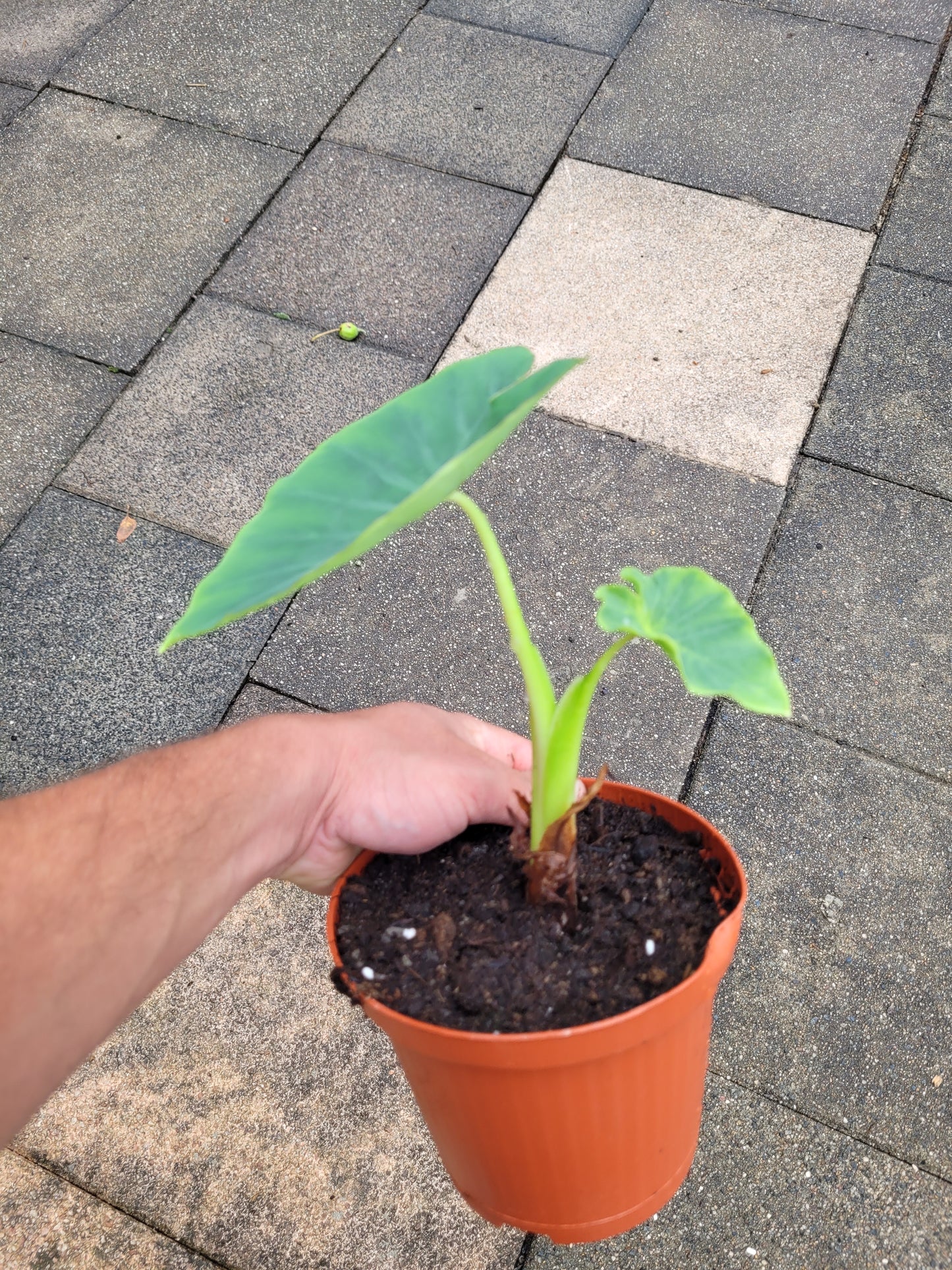 Colocasia Jacks Giant