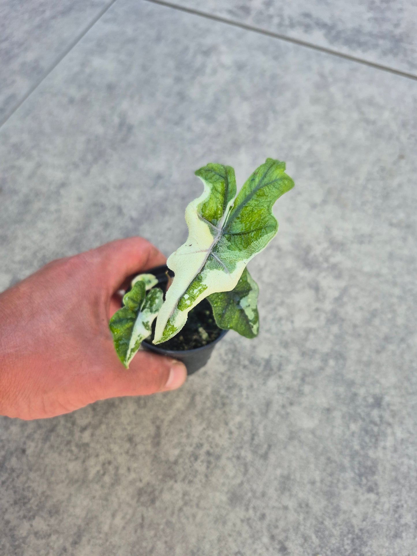 Alocasia Jacklyn Variegata 2