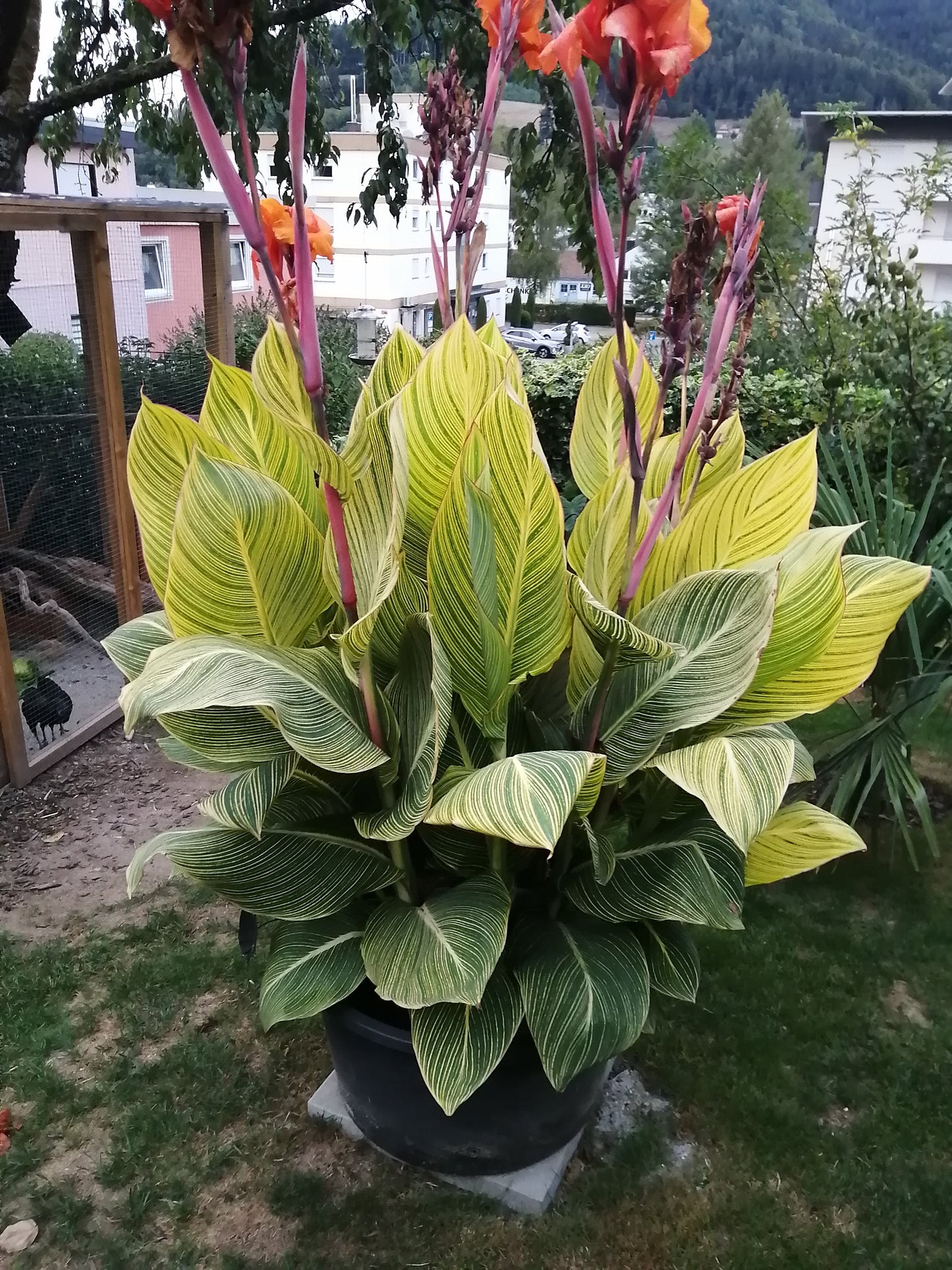 Canna Pretoria Pflanze