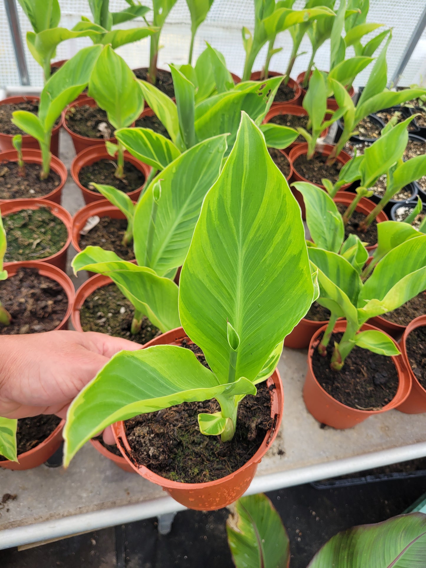 Canna Wolfsong