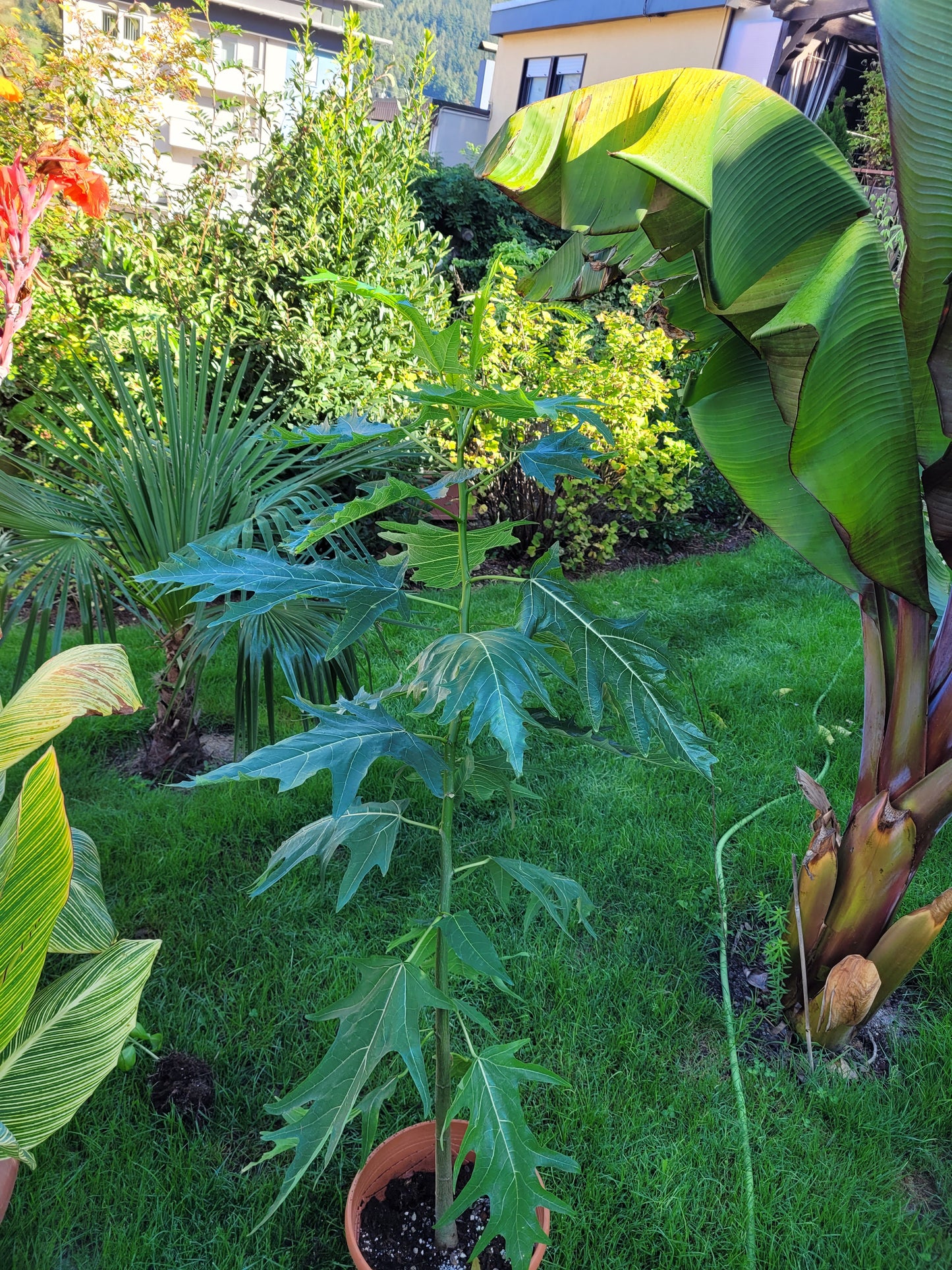 Eichblattpapaya Vasconeceallea quercifolia 1 Pflanze