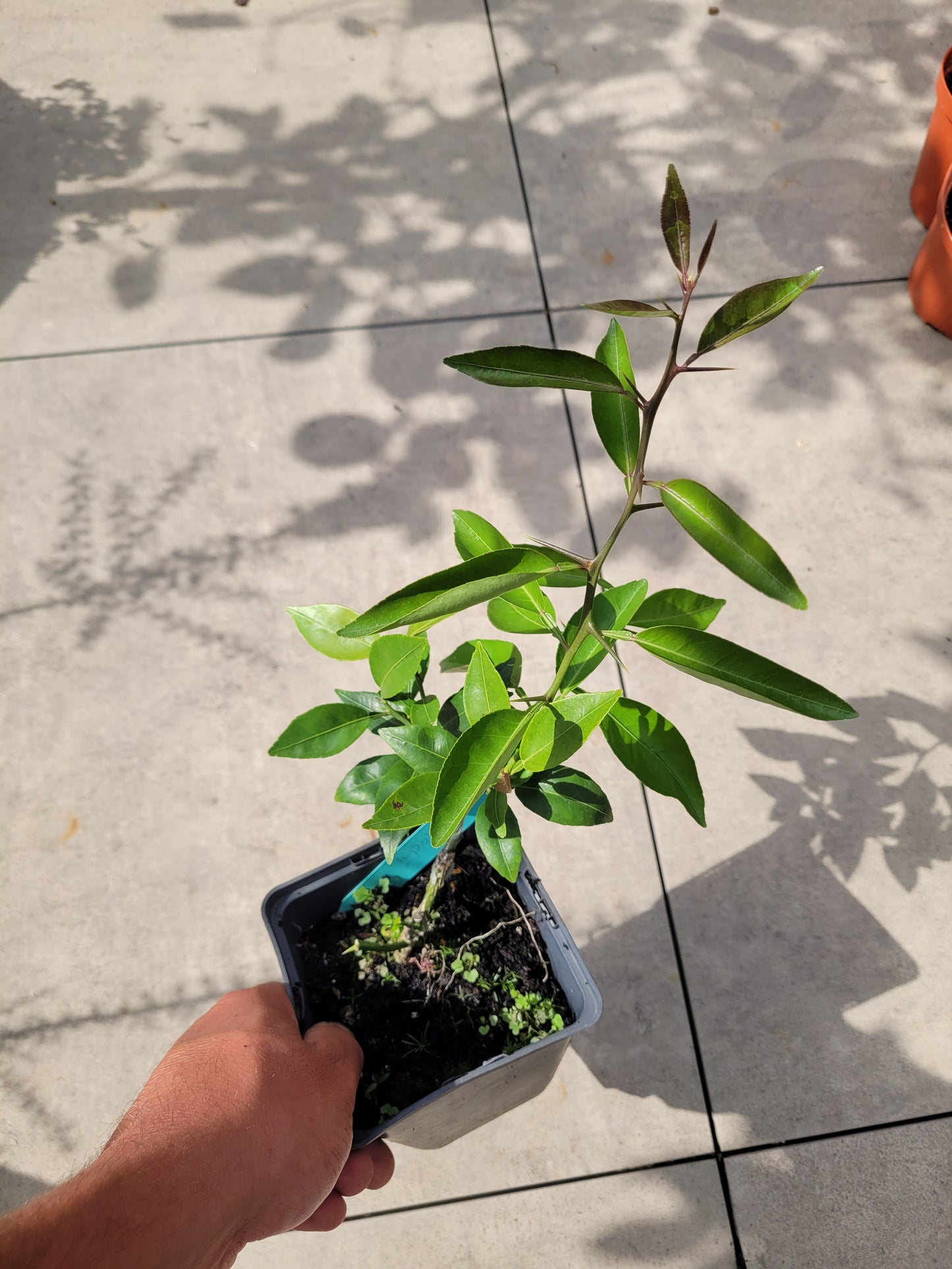Citrus Sudachi