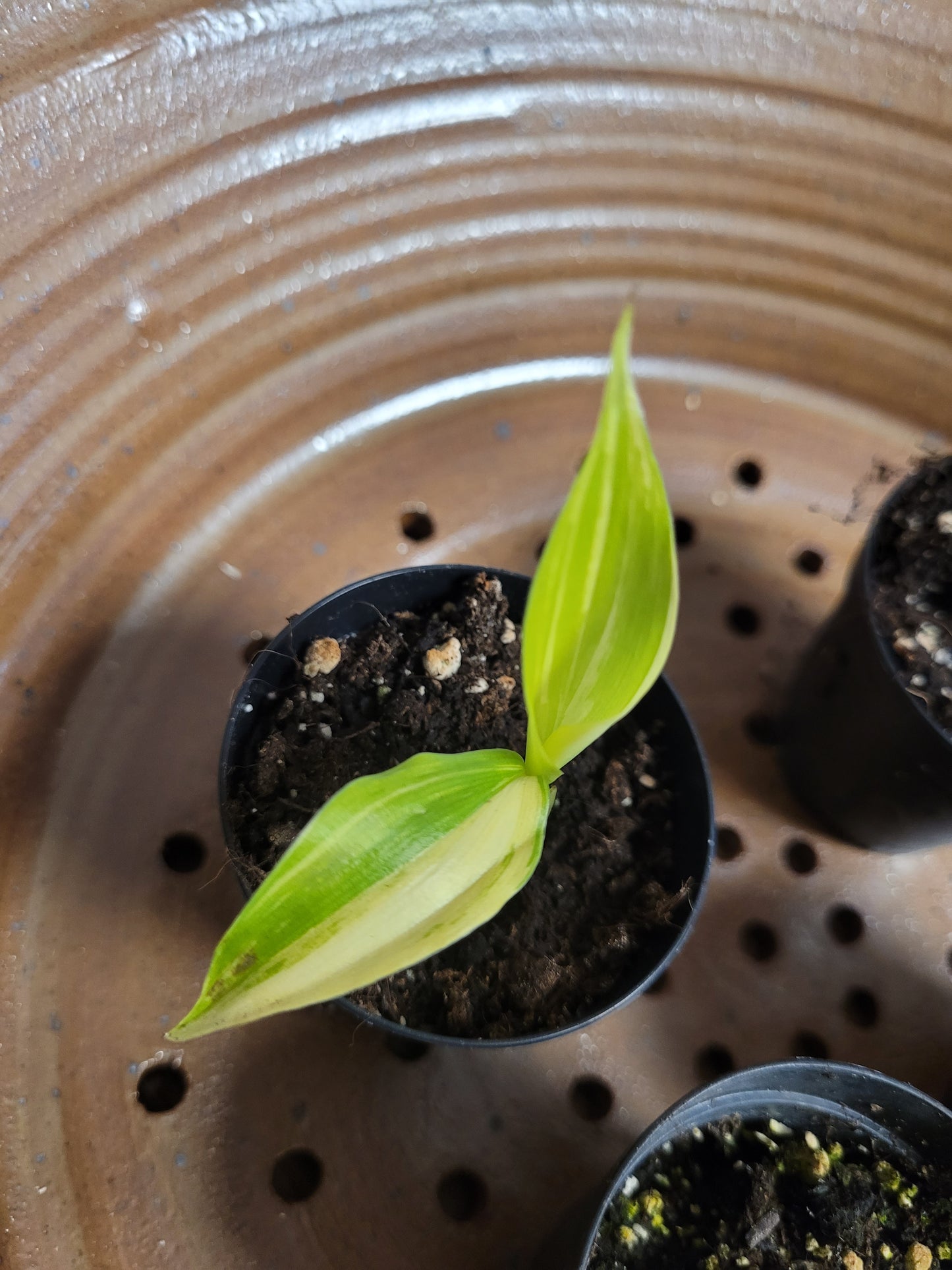 Musa acuminata Papua Yellow Variegata 5 Samen