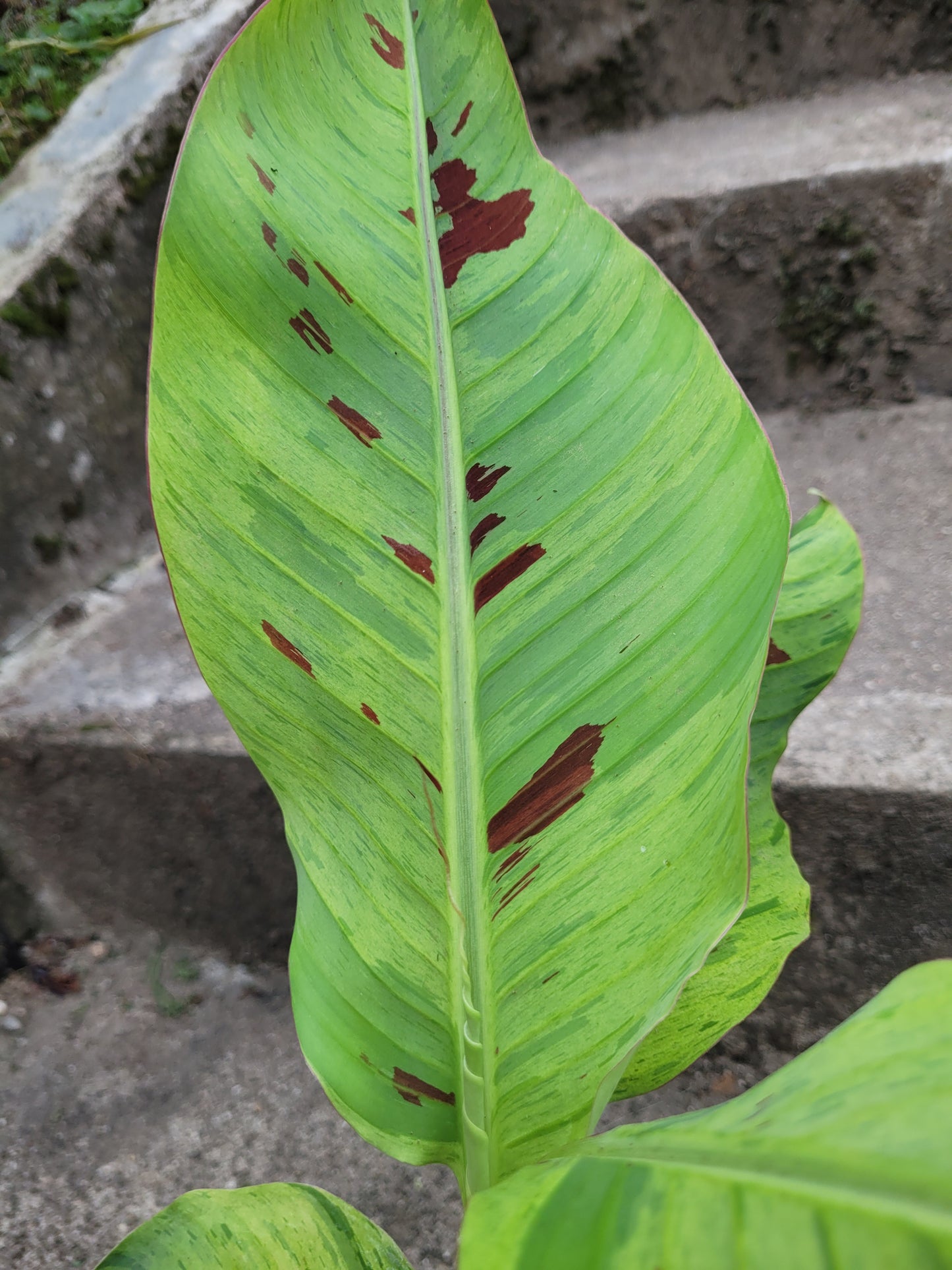 Musa acuminata Mint variegata