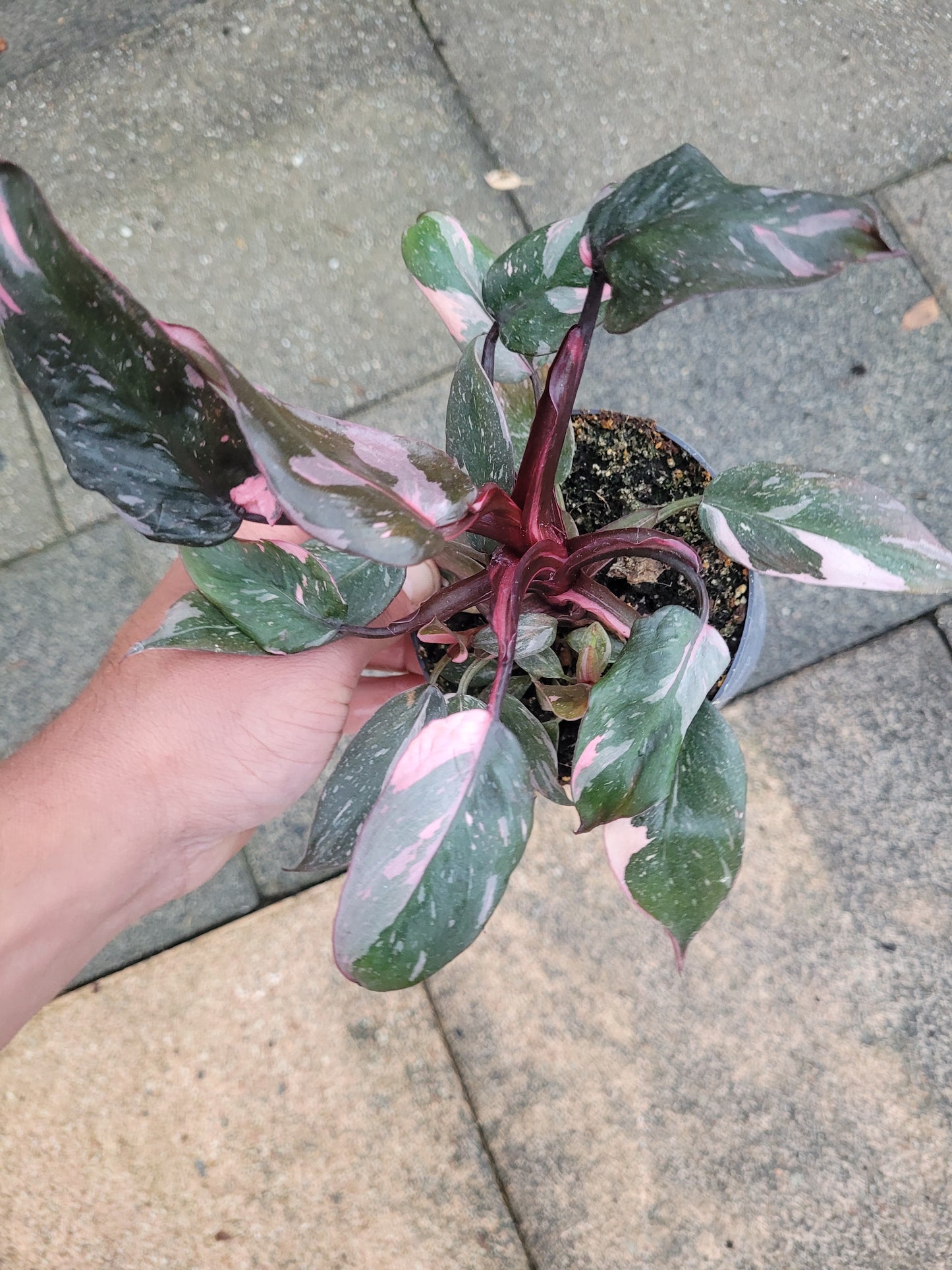 Philodendron Pink Princess