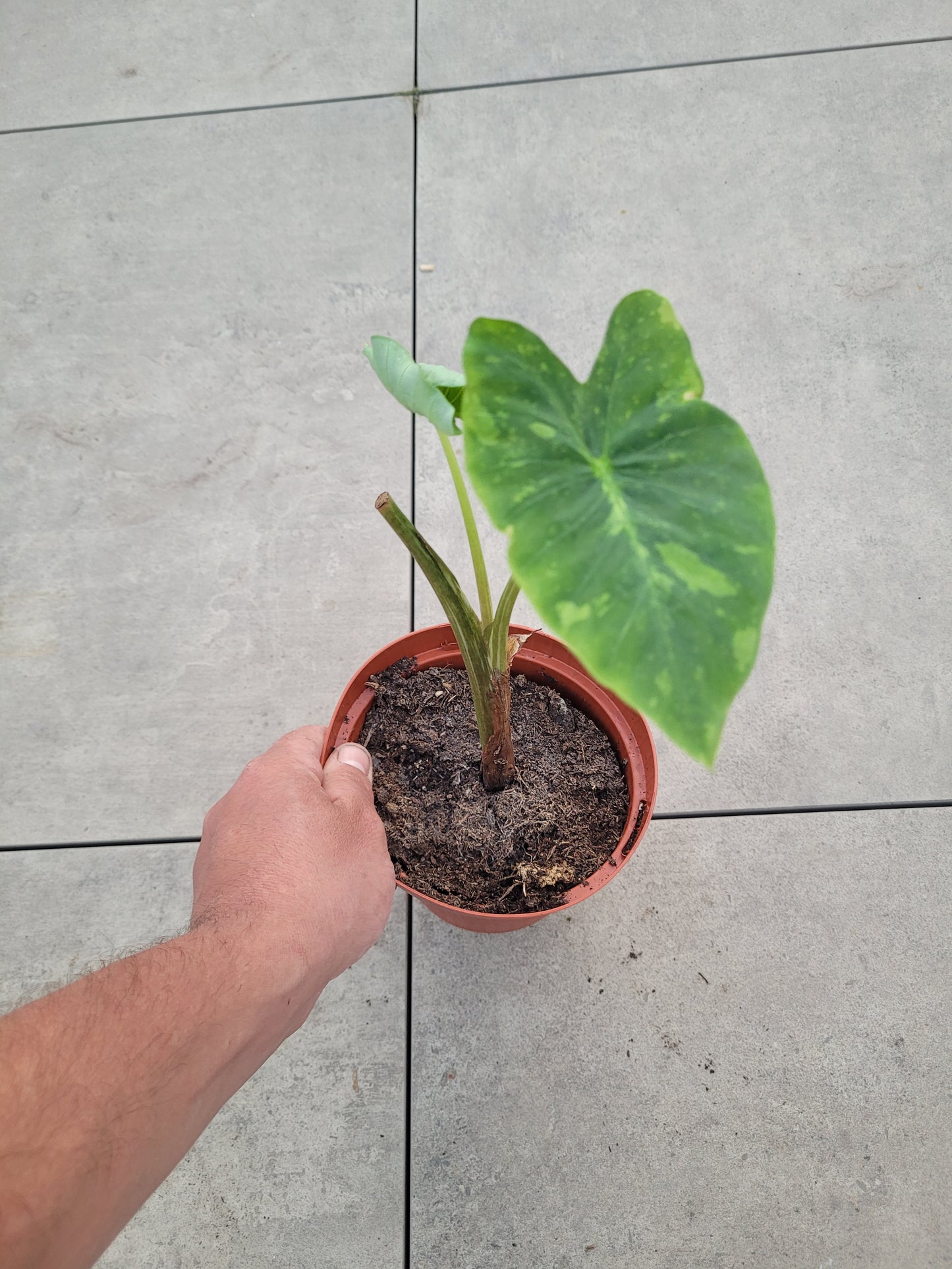 Colocasia Limeade
