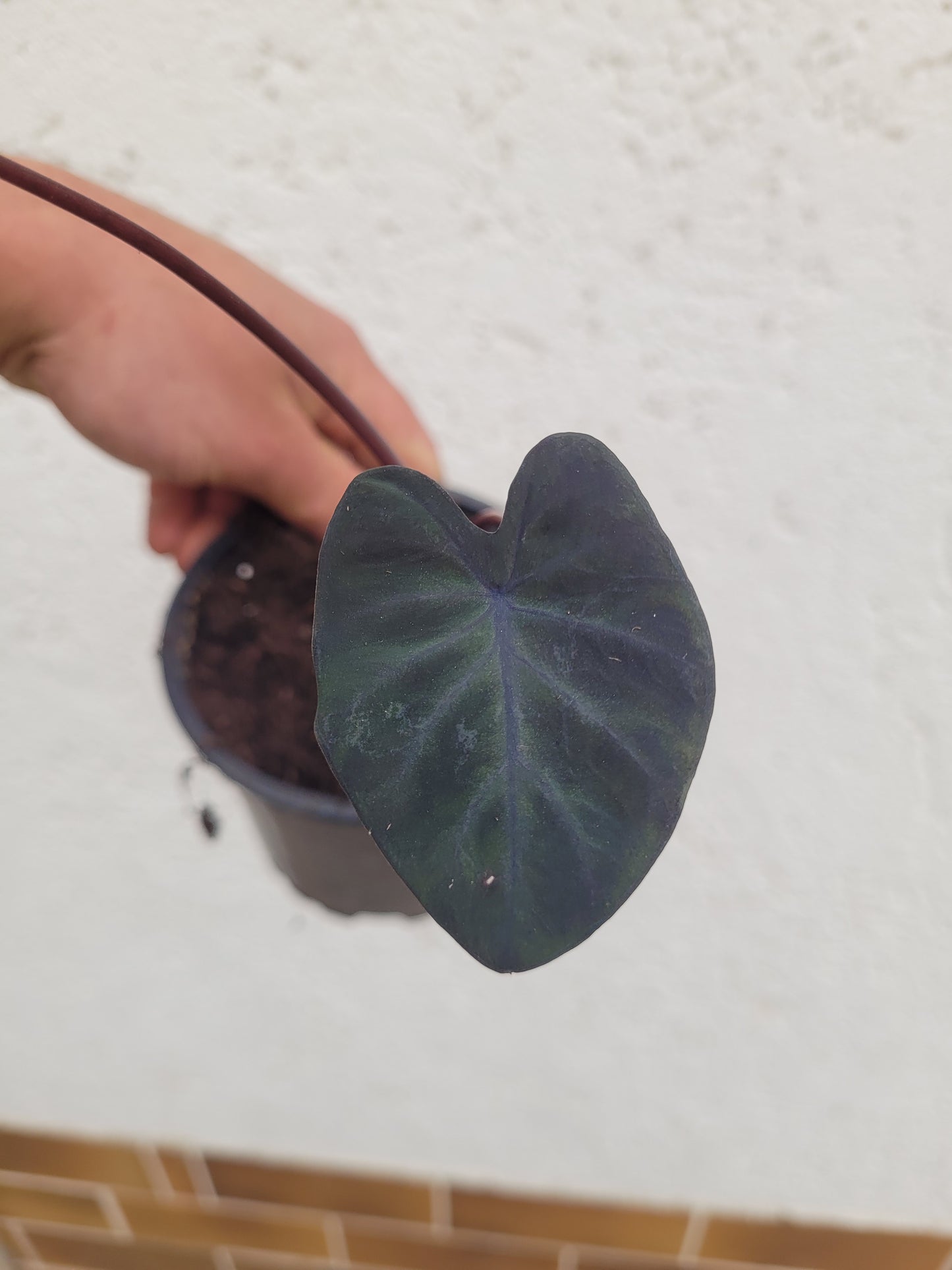 Colocasia Black Runner