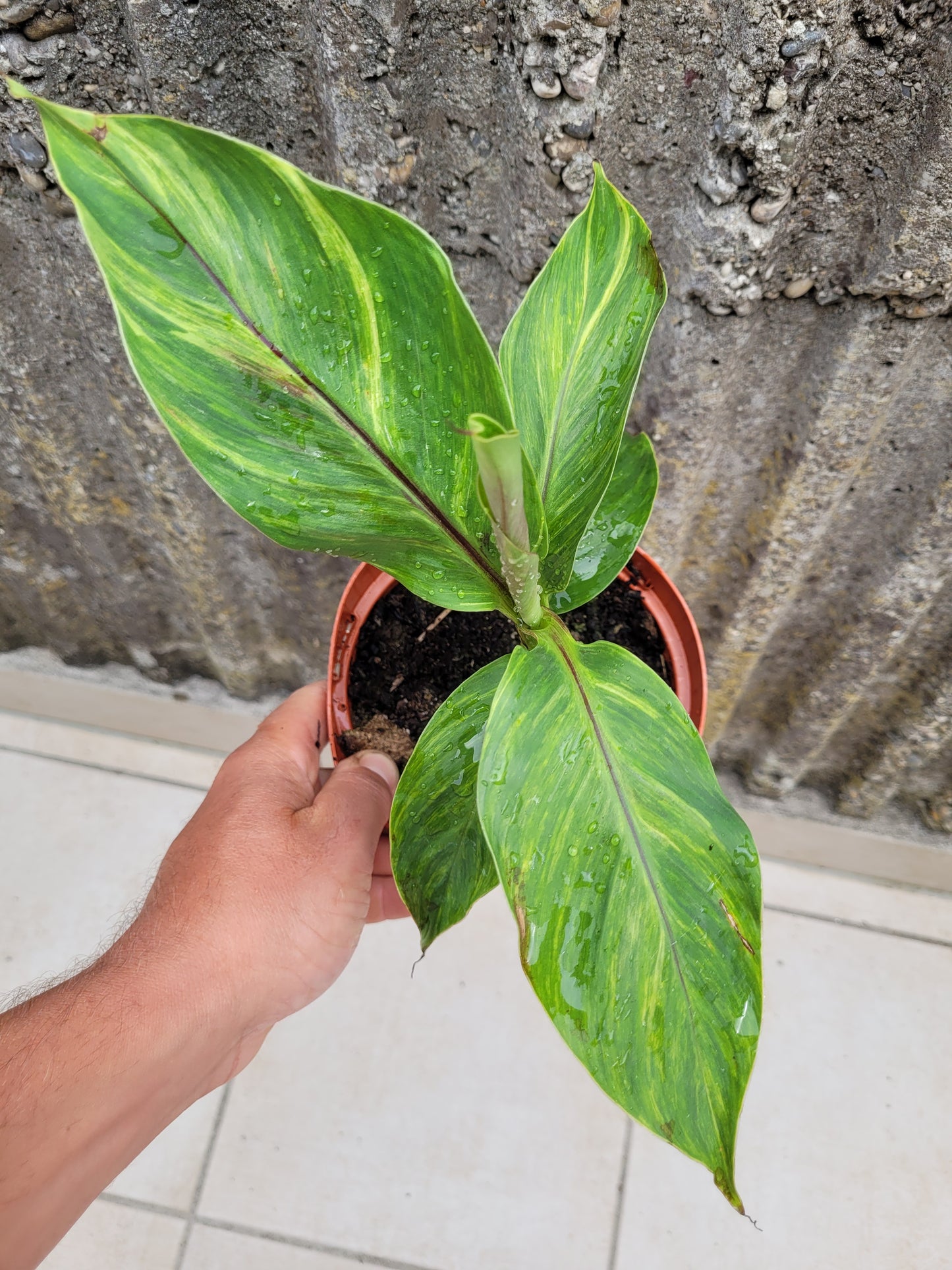 Musa sikkimensis variegata