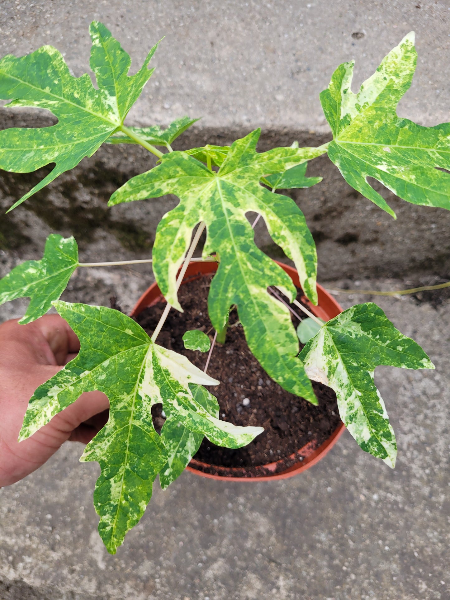 Papaya variegata (Carica papaya)