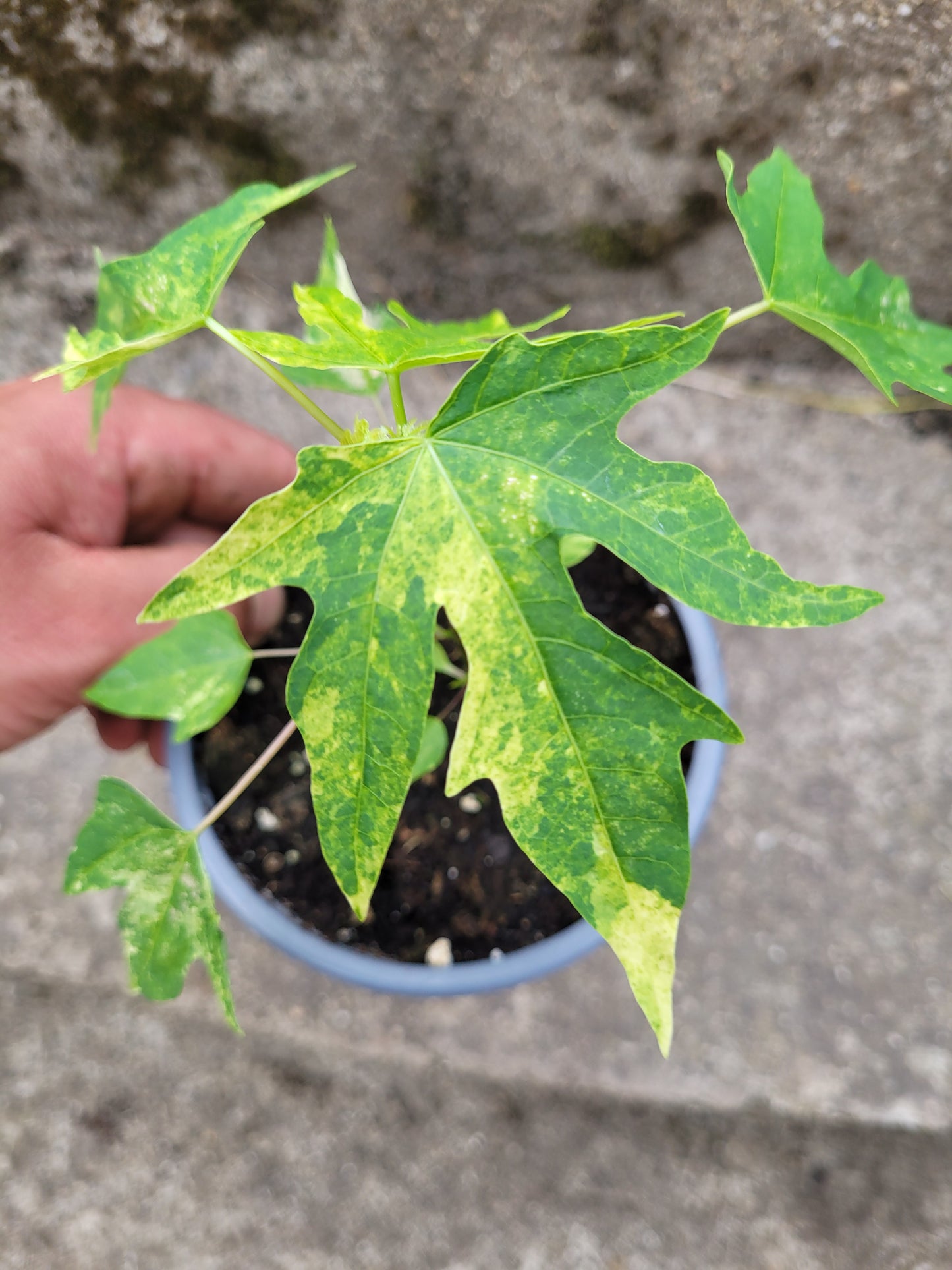 Papaya variegata (Carica papaya)