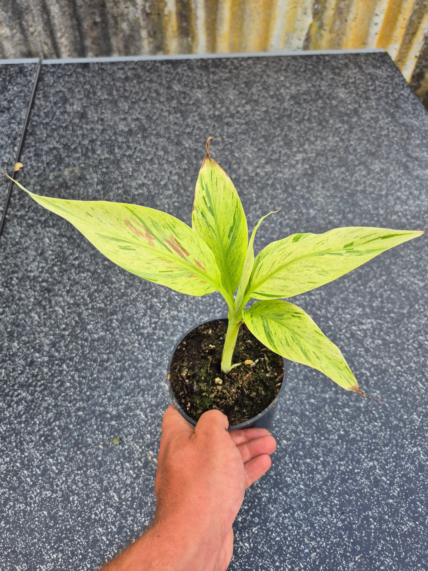 Musa acuminata Mint variegata