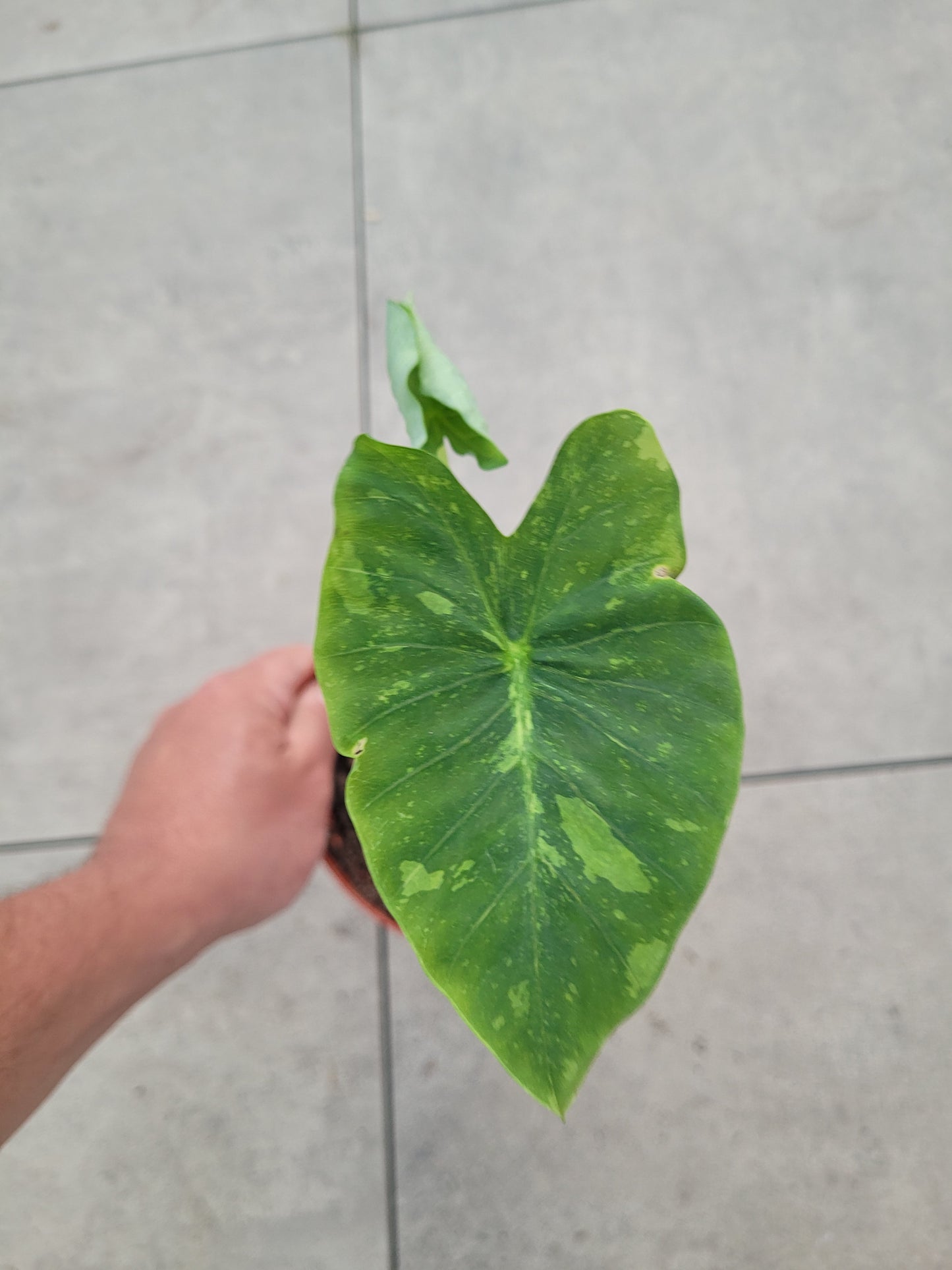 Colocasia Limeade