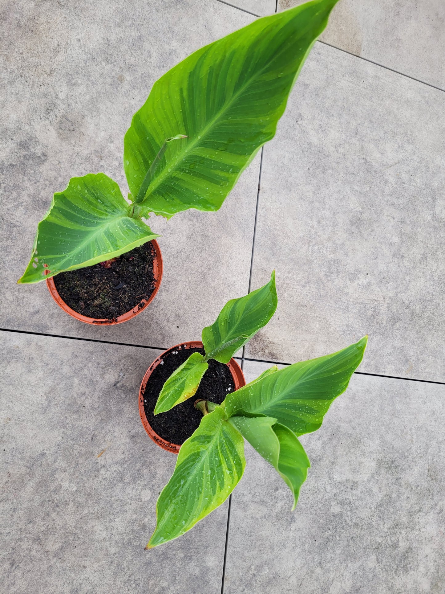 Canna Wolfsong