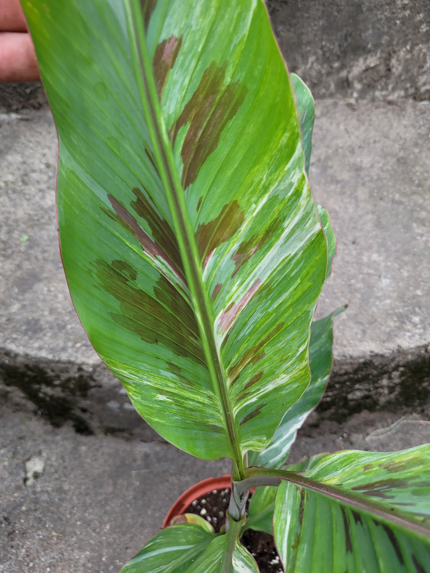 Musa tricolor