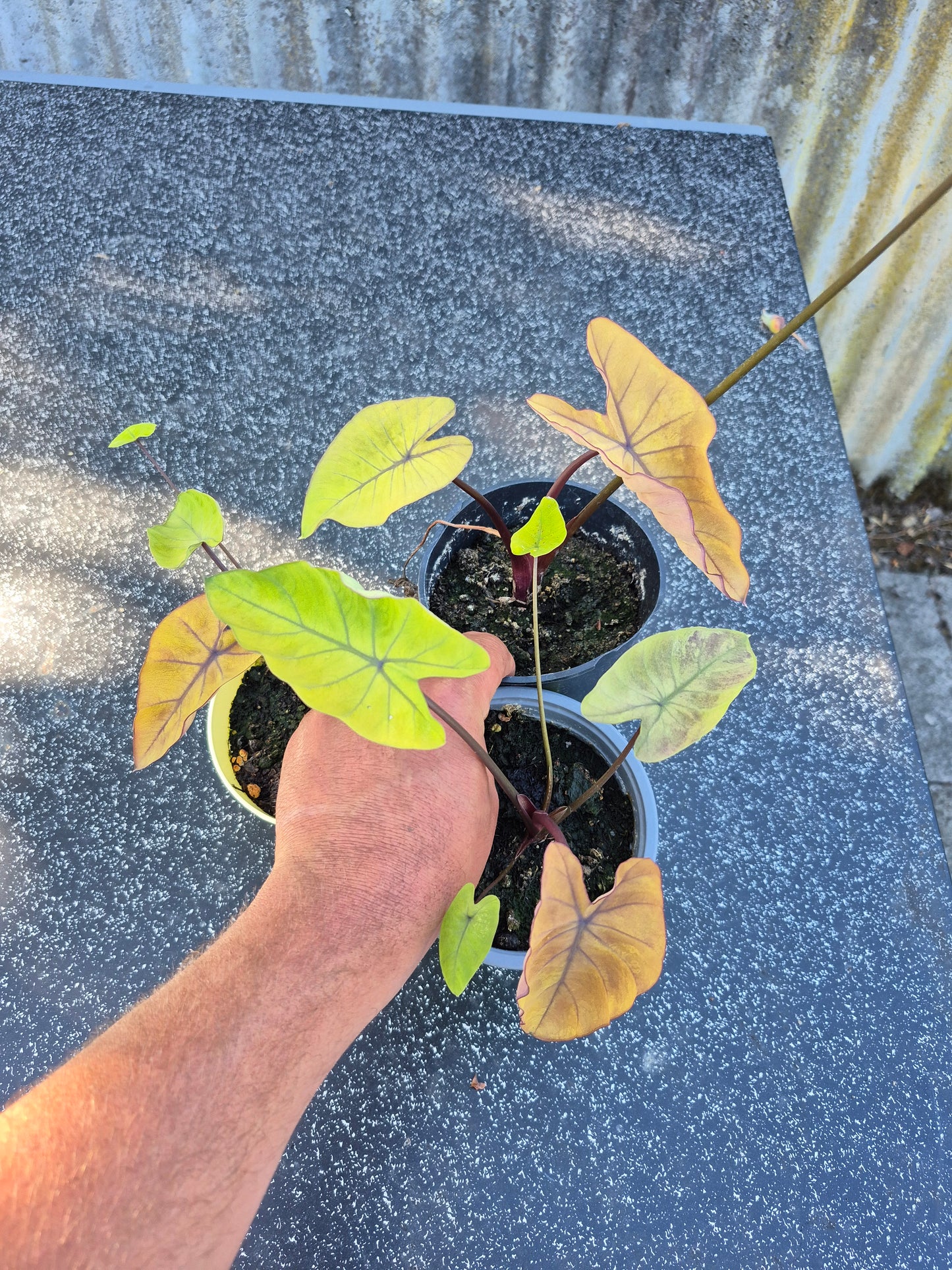 Colocasia Canary 1 Pflanze
