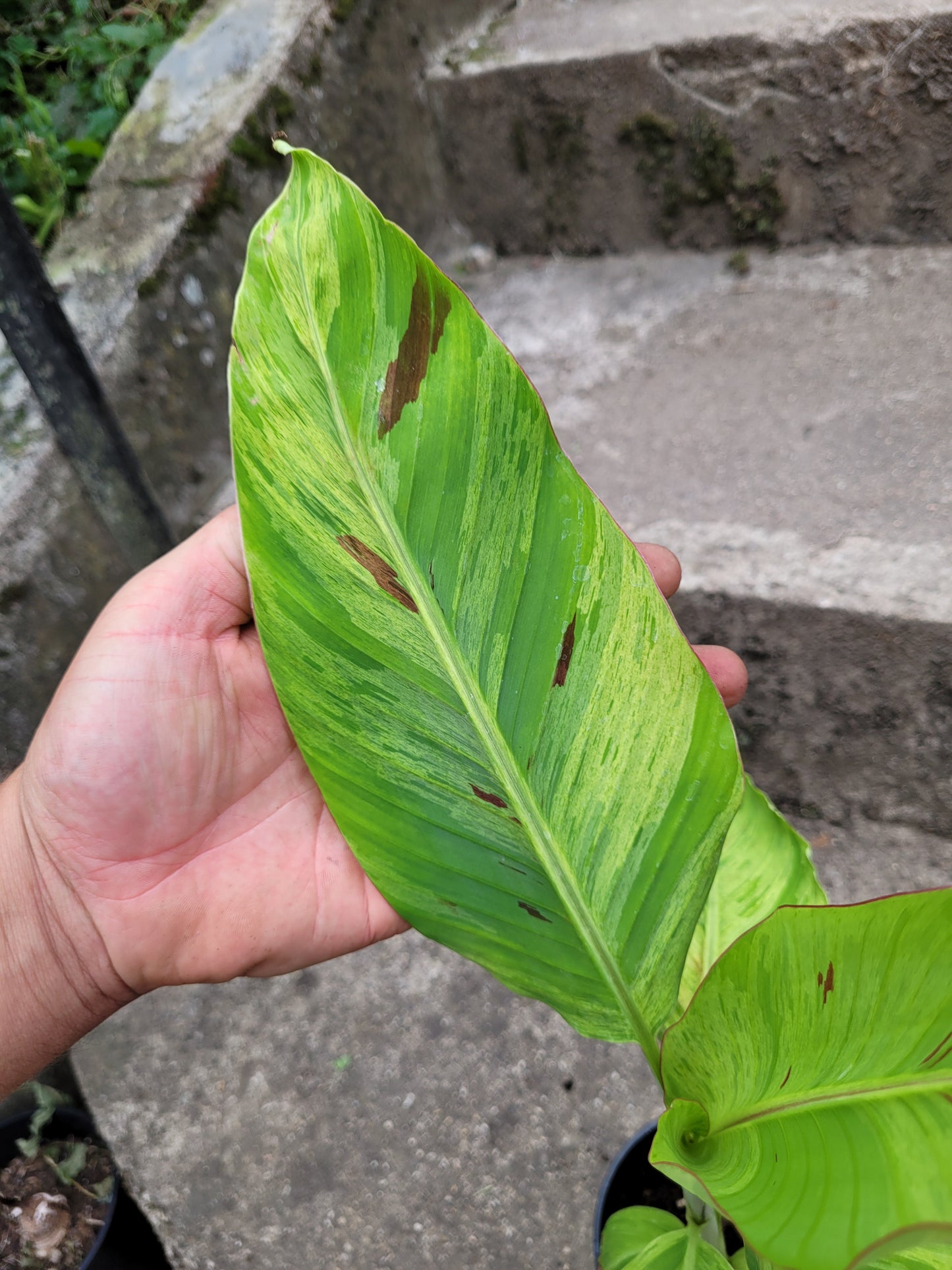 Musa acuminata Mint variegata