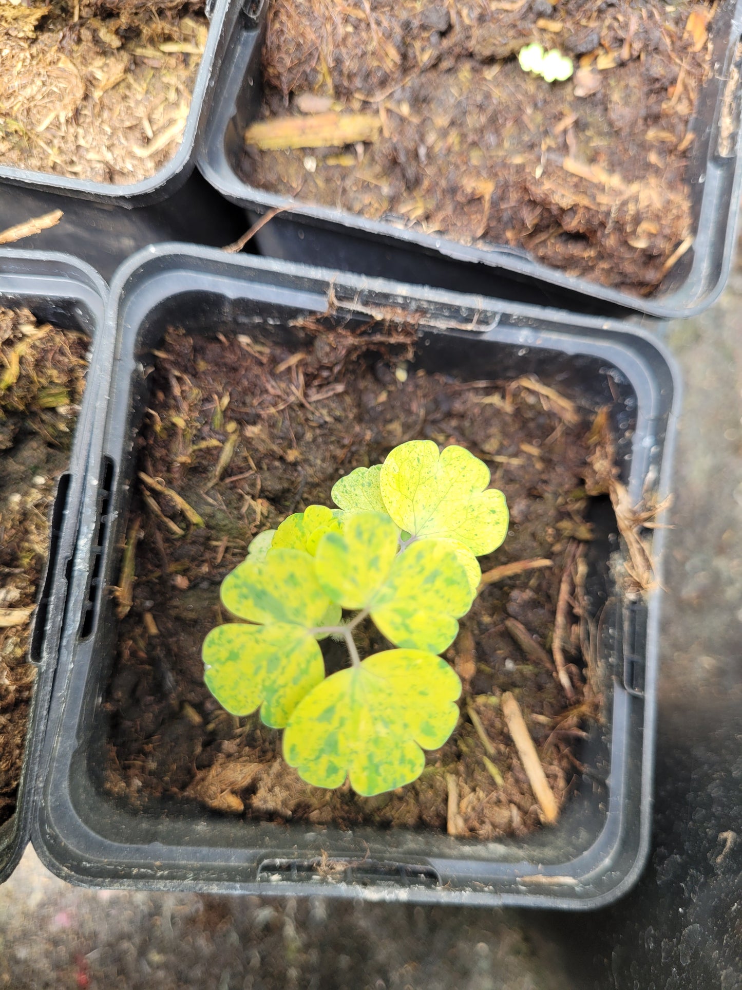 Akeleii Variegata 20 Samen
