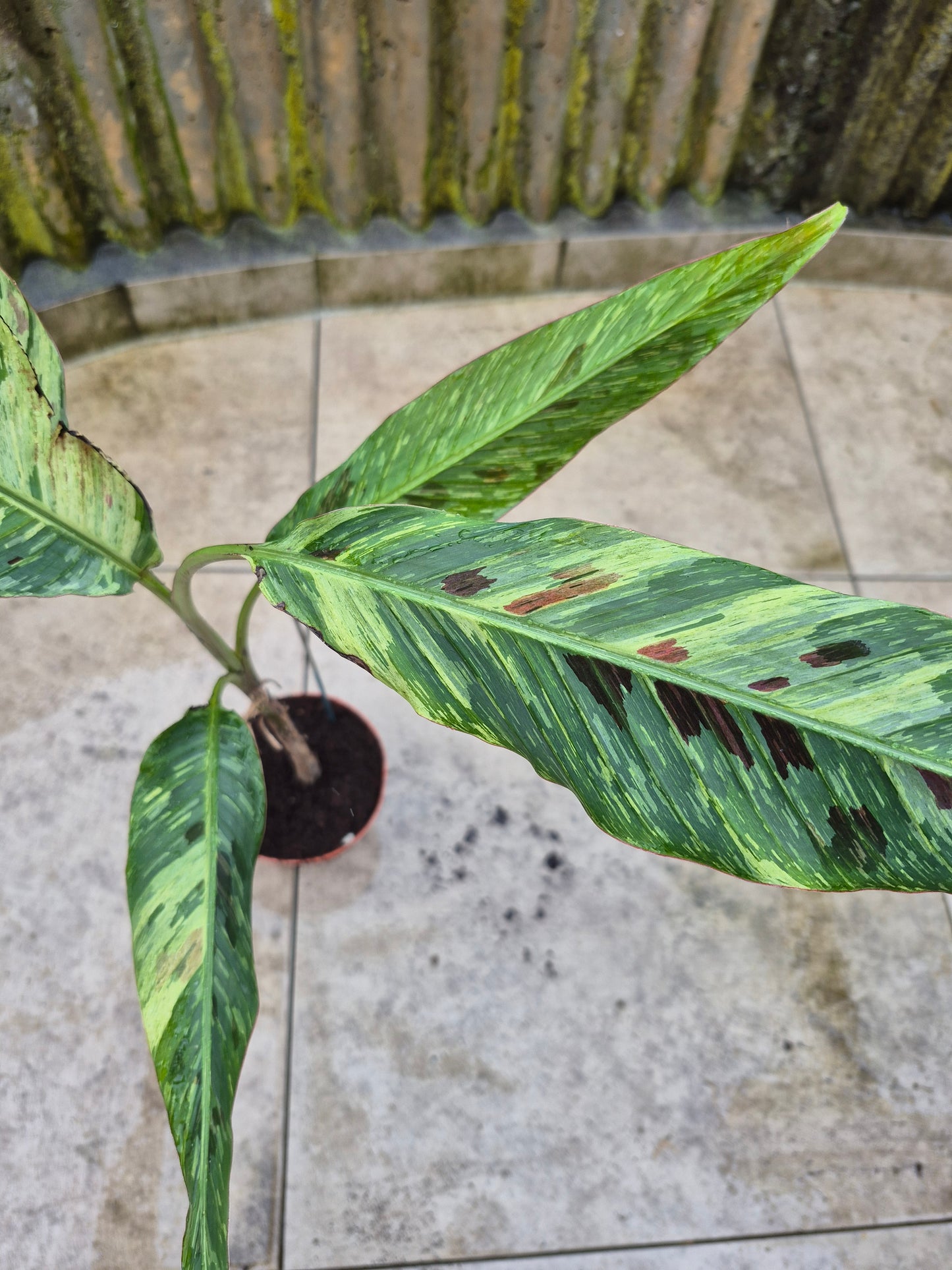 Musa acuminata Mint variegata