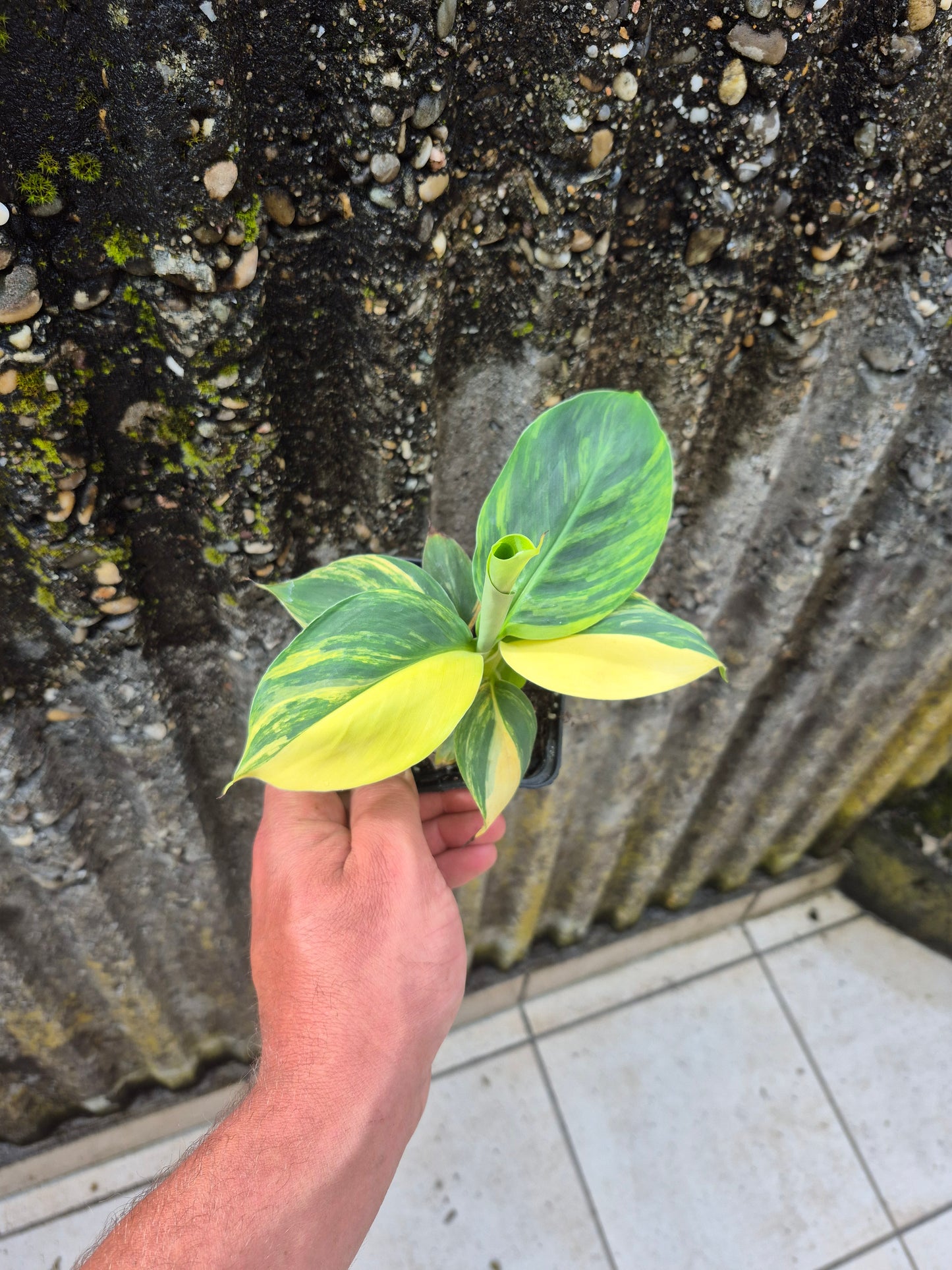 Musa dwarf cavedish variegata 2