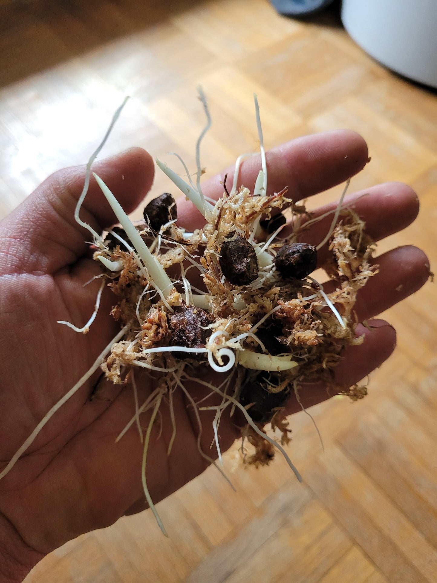 Alocasia macrorrhizos Variegata Rhizom