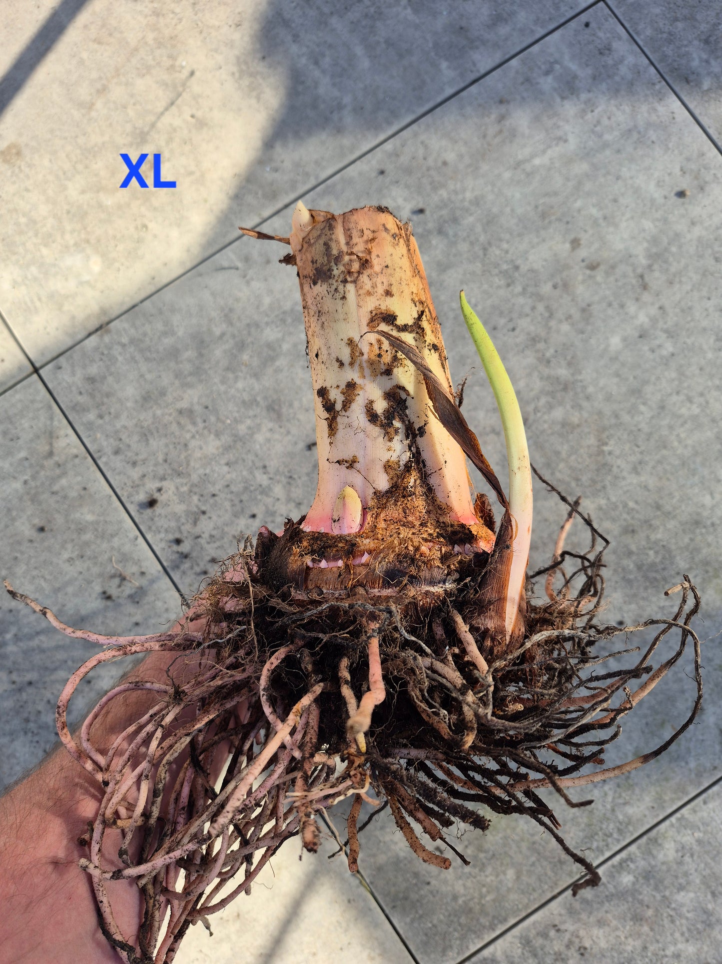 Colocasia Jacks Giant 1 Rhizom gr. XL