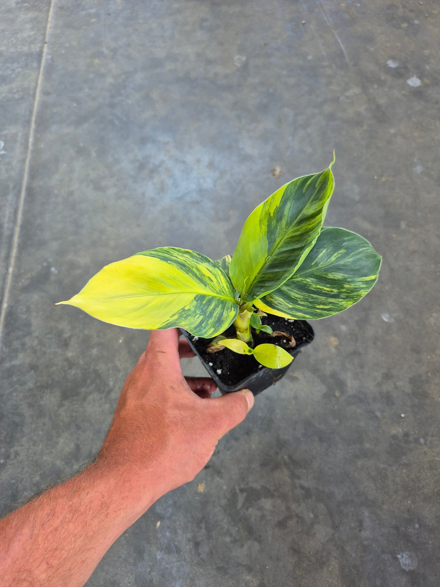 Musa dwarf cavedish variegata 2