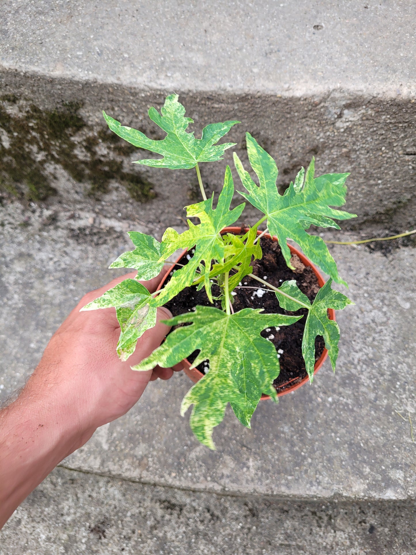 Papaya variegata (Carica papaya)