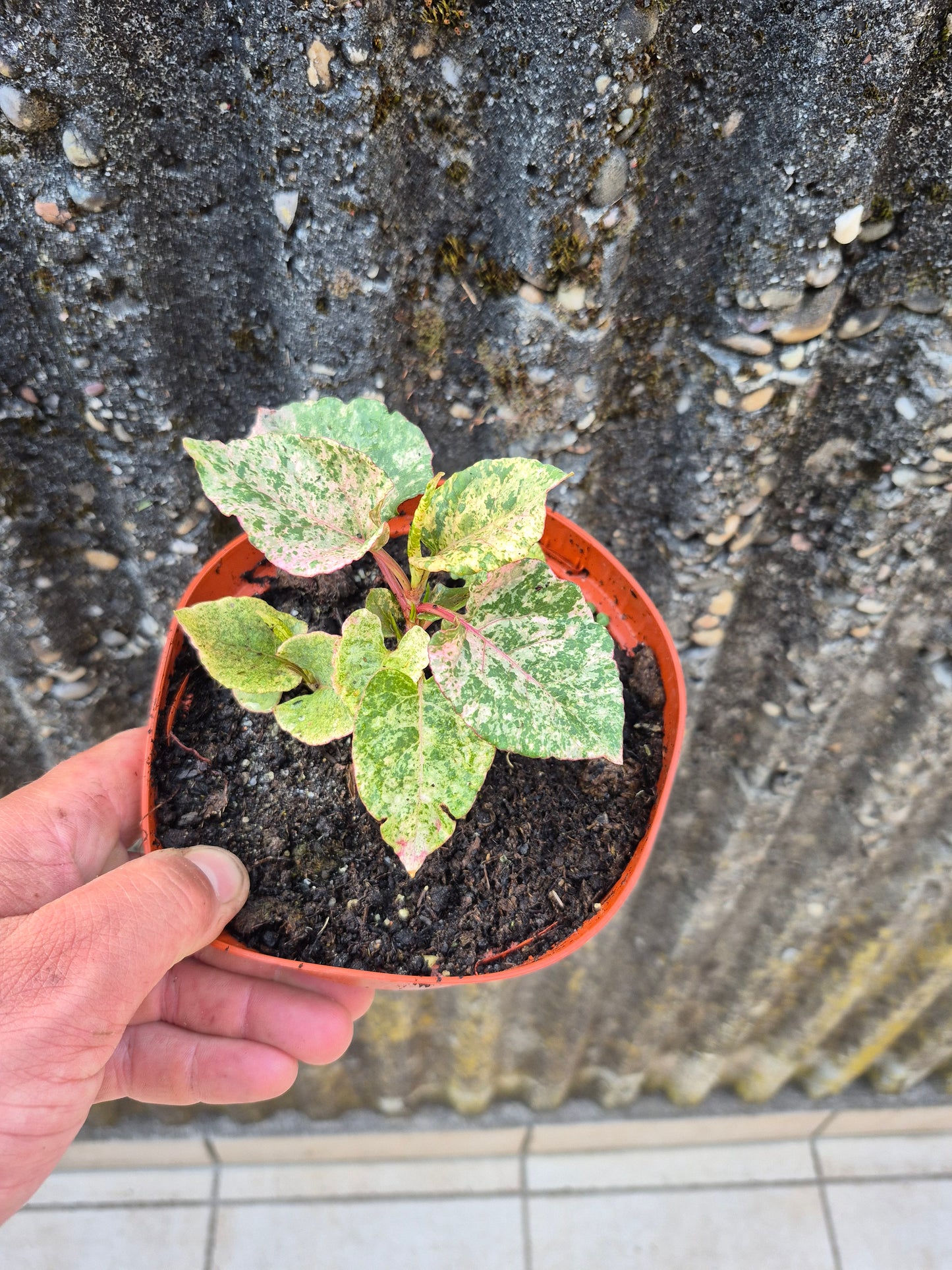 Knöterrich Variegata