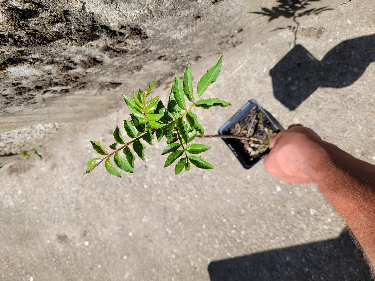 Szechuanpfeffer 1 Pflanze (Zanthoxylum piperitum)