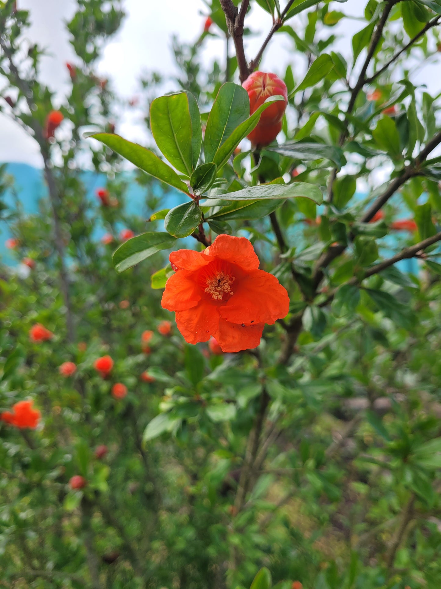 Punica granatum Winterhart
