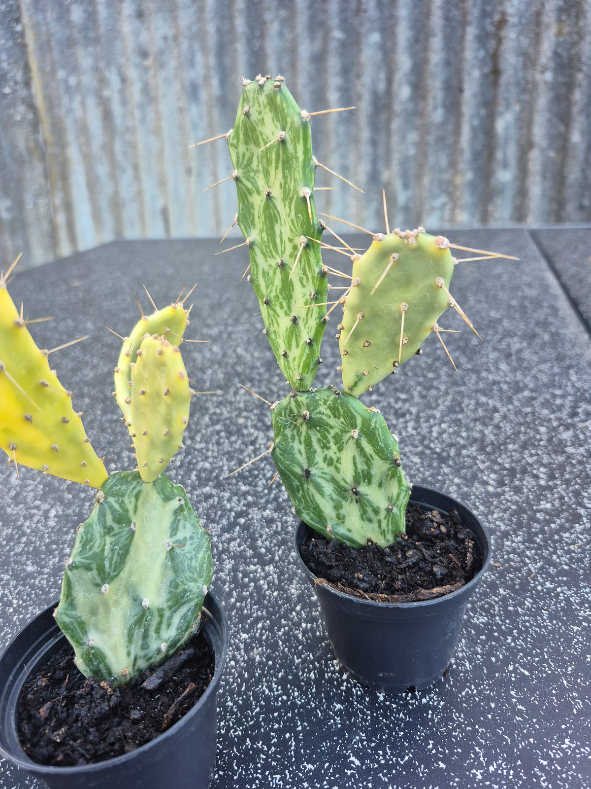 Opuntia Jamaicensis Variegata