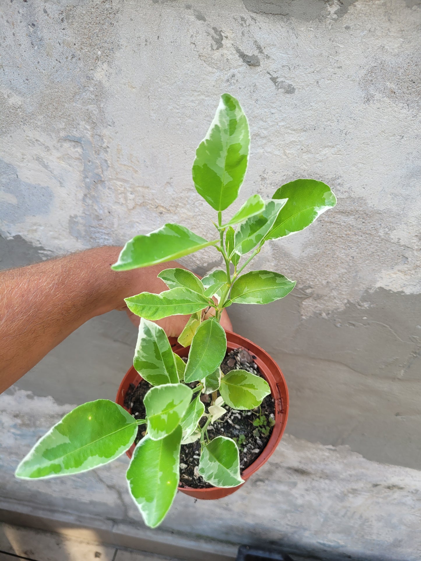 Citrus macrorphylla variegata