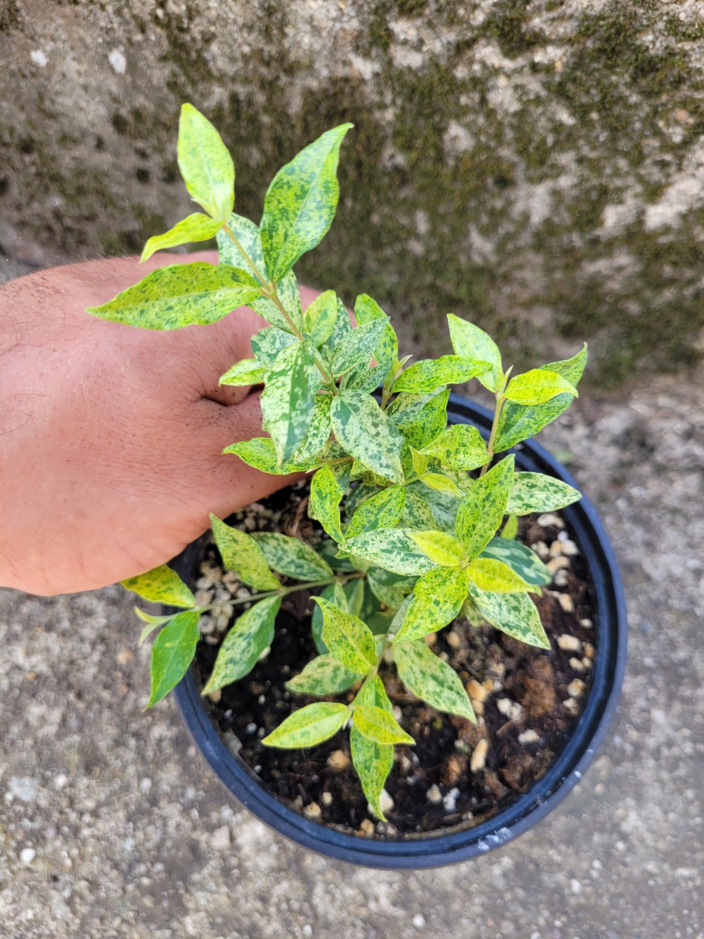 Acerola variegata
