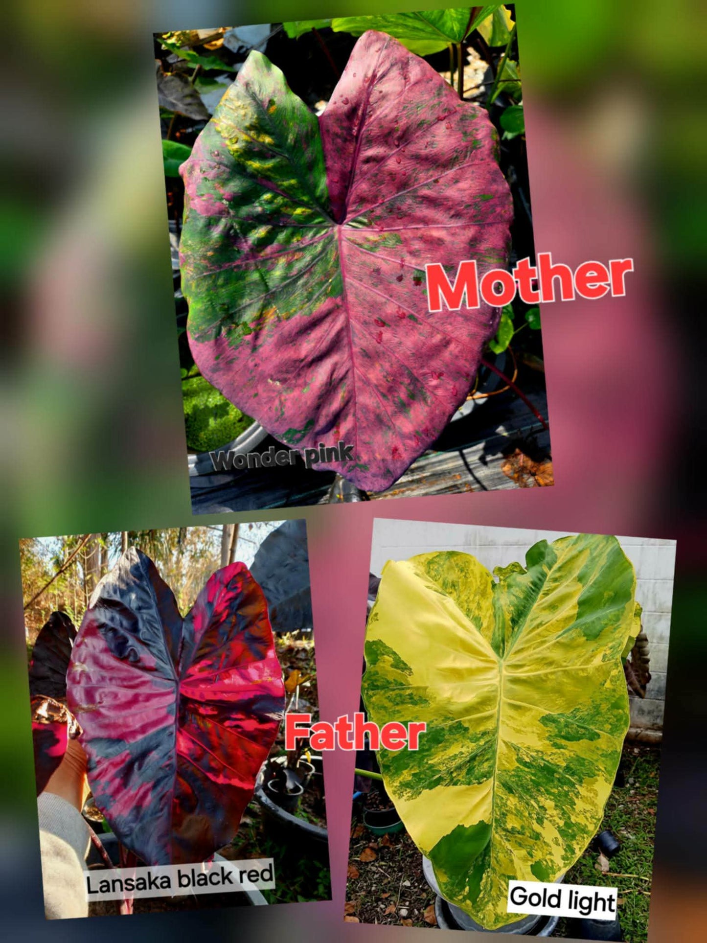 Colocasia Variegata 15 Samen