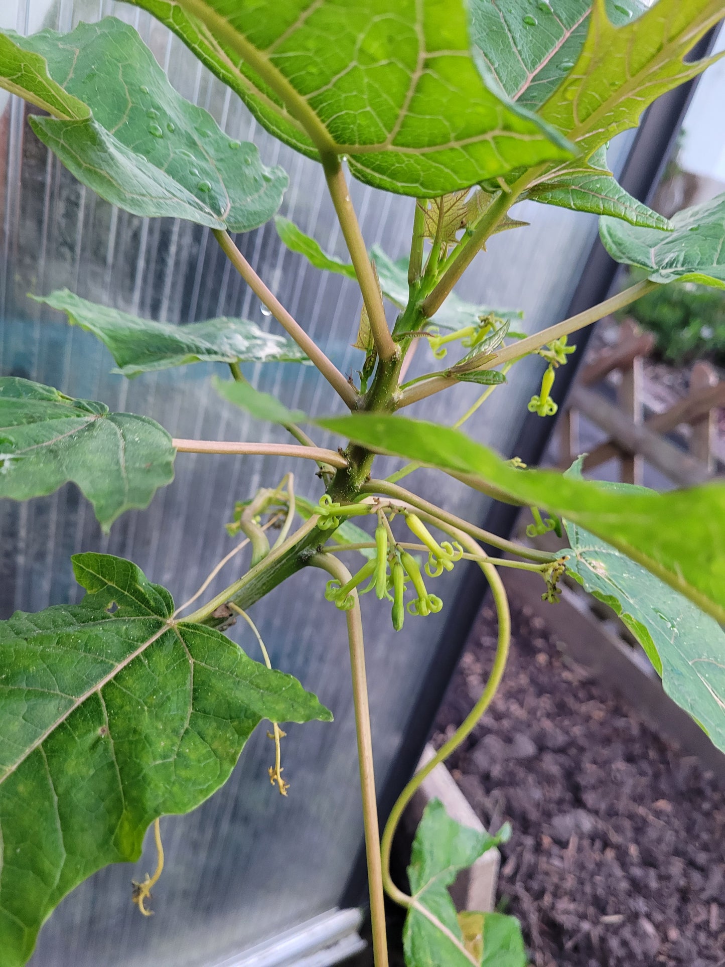 Eichblattpapaya 10 Samen